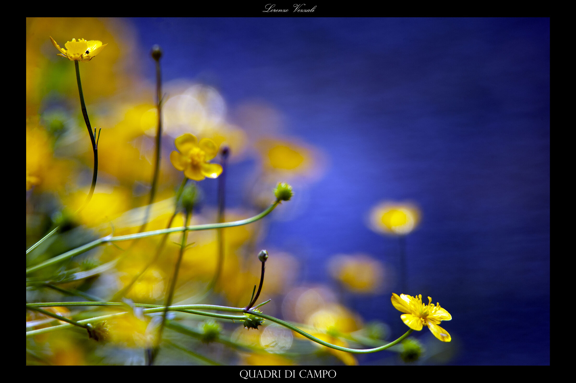 Quadri di campo