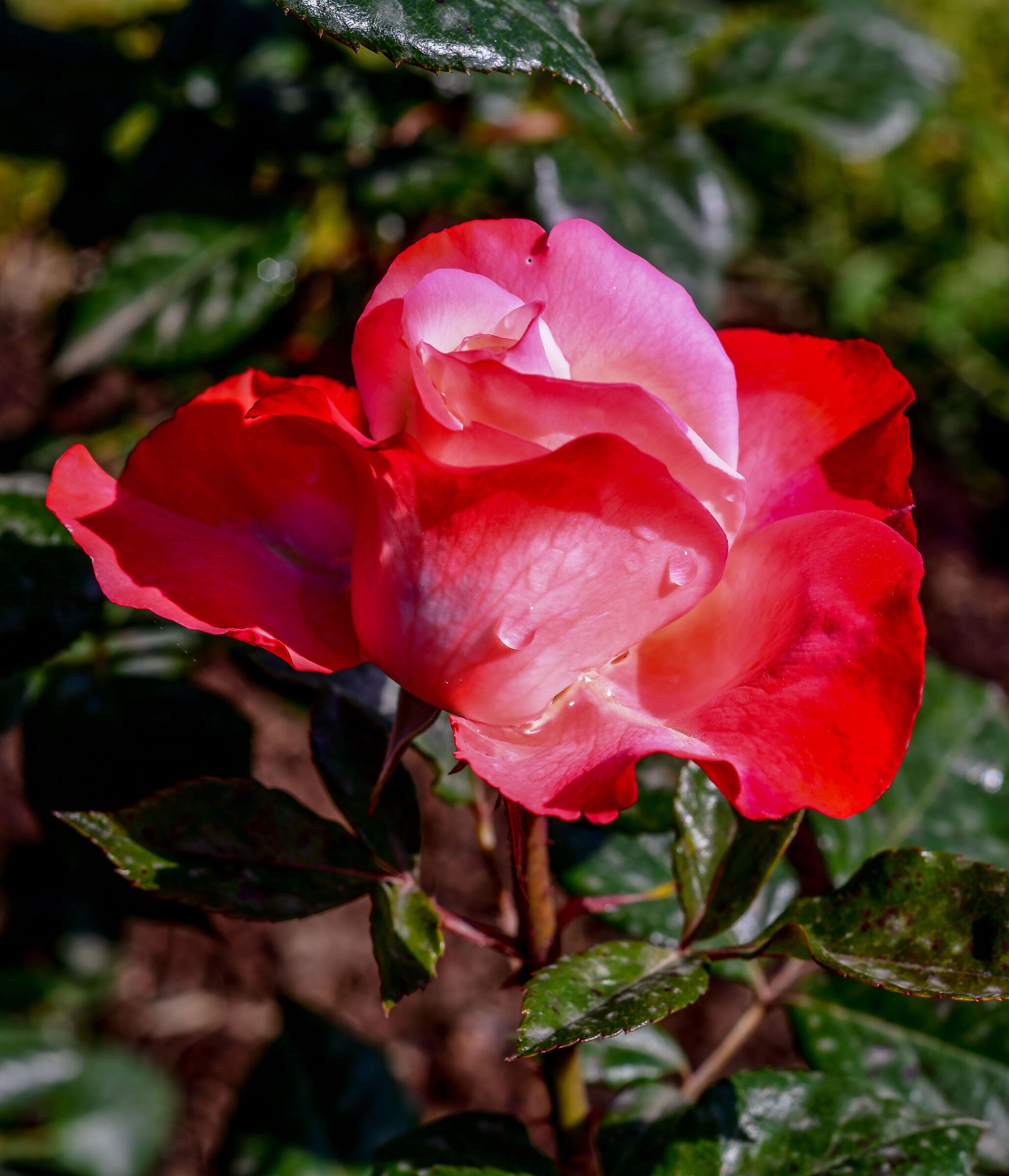 Al Roseto Comunale di Roma