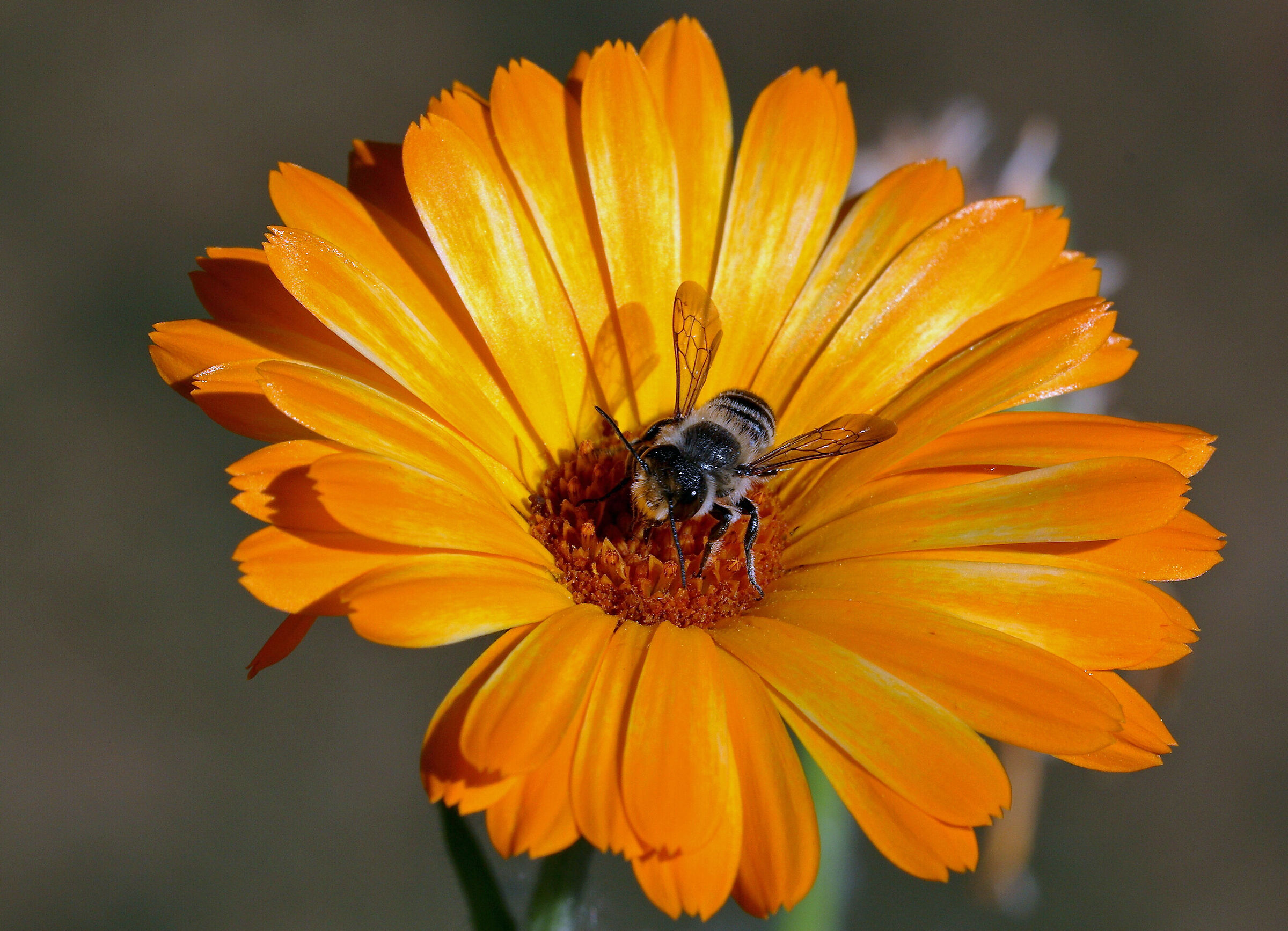 Test R6 + 100 macro + 2x III + tubo 13