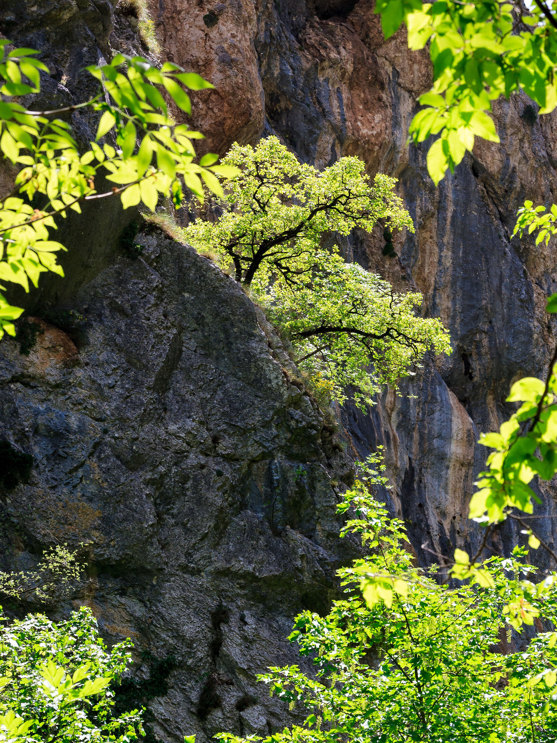 La forza della natura