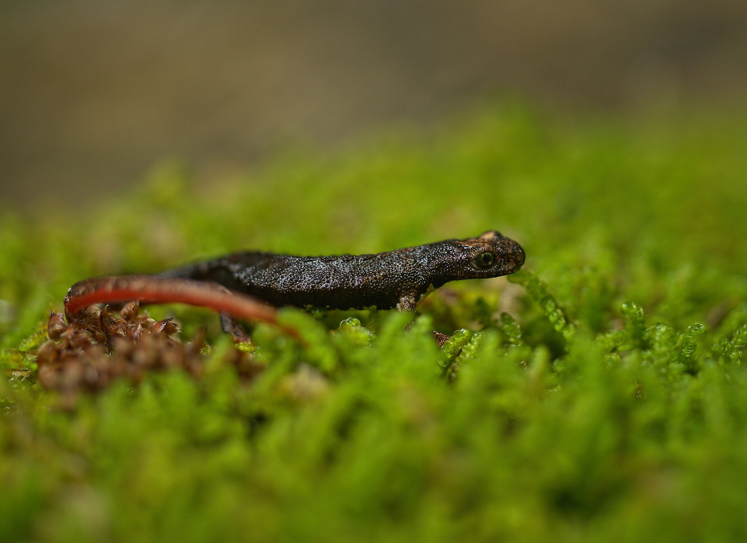 Spectacled salamander