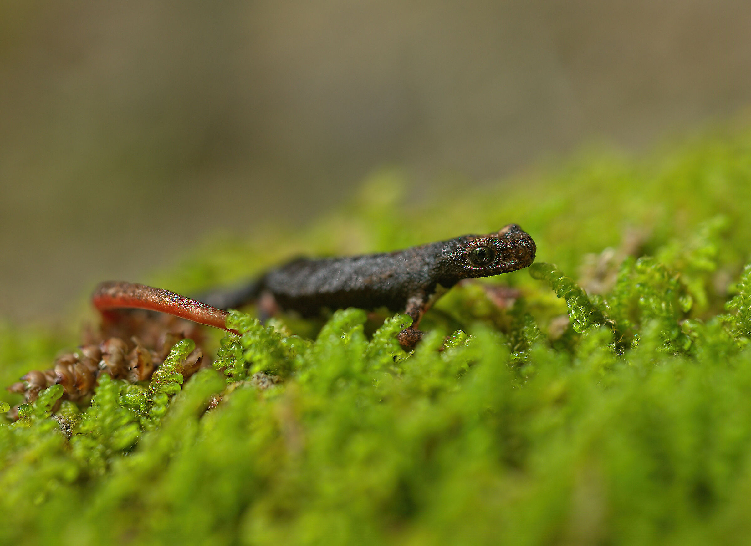Spectacled salamander