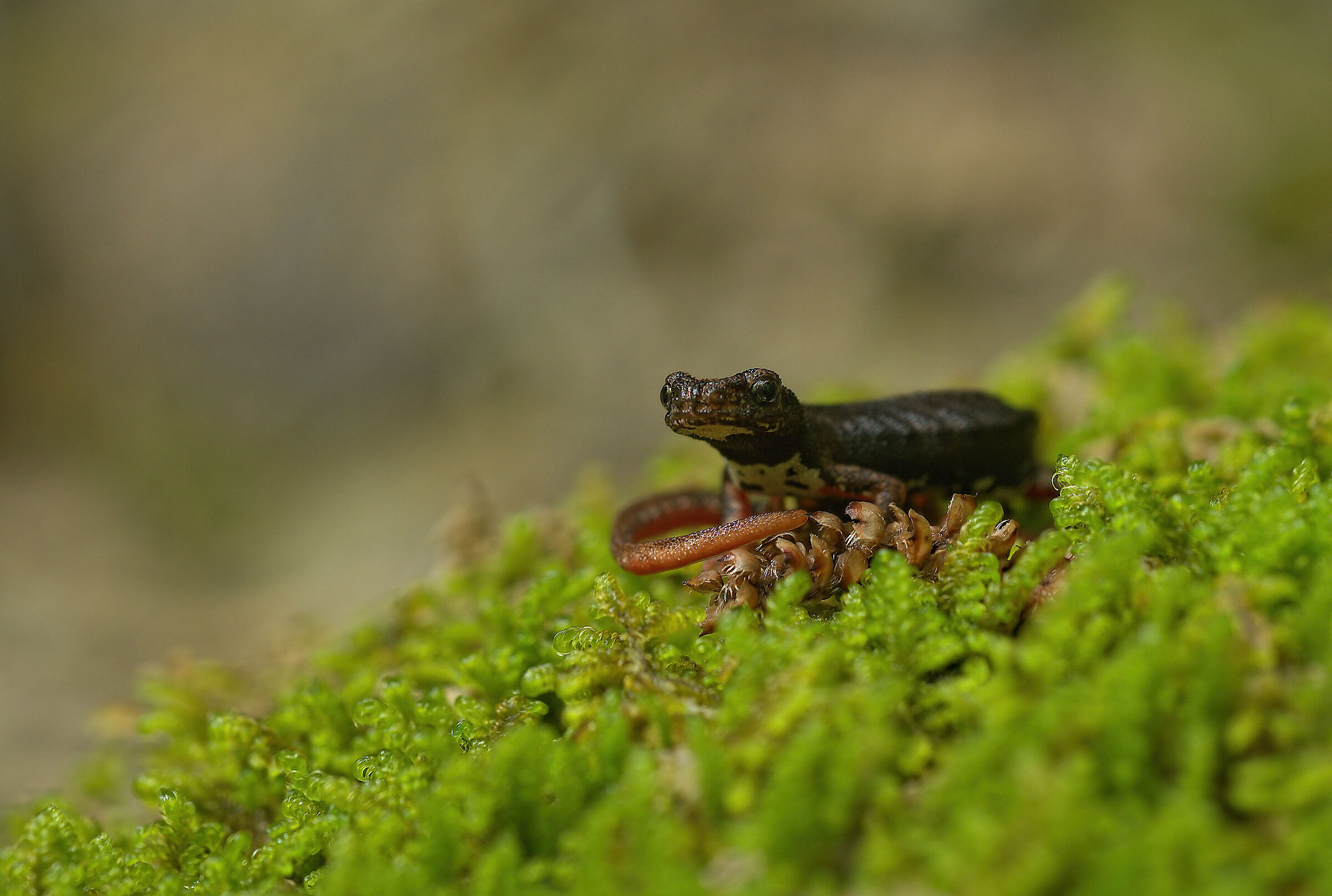 Spectacled salamander