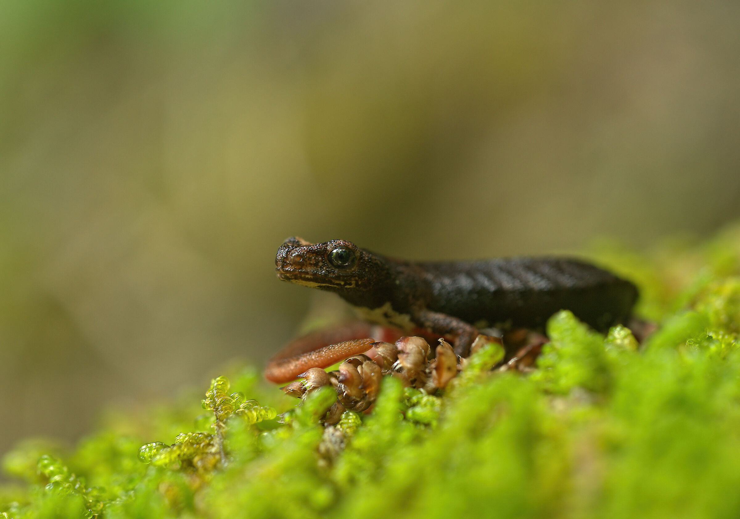 Spectacled salamander