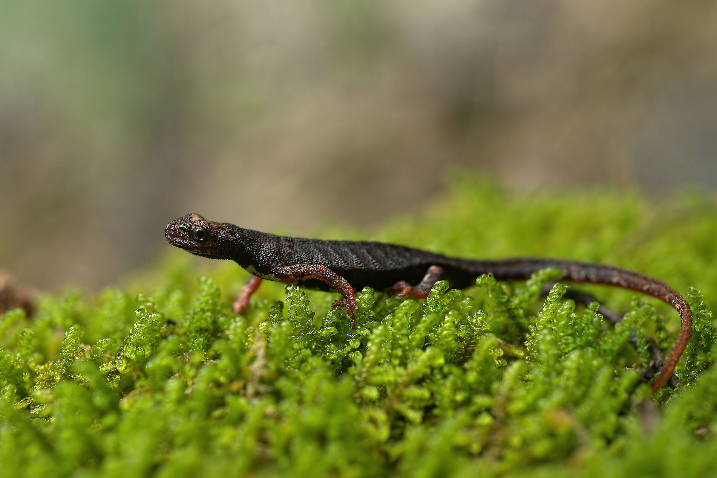 Spectacled salamander