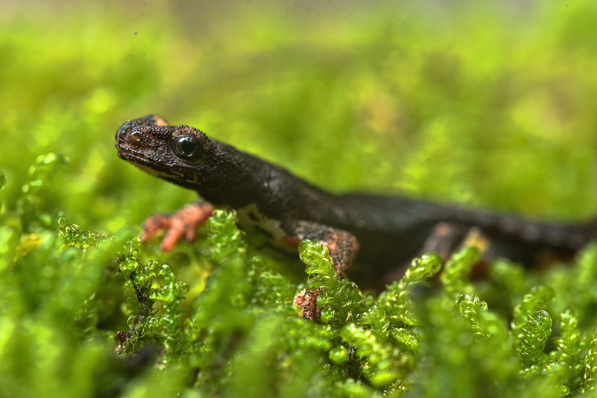 Spectacled salamander