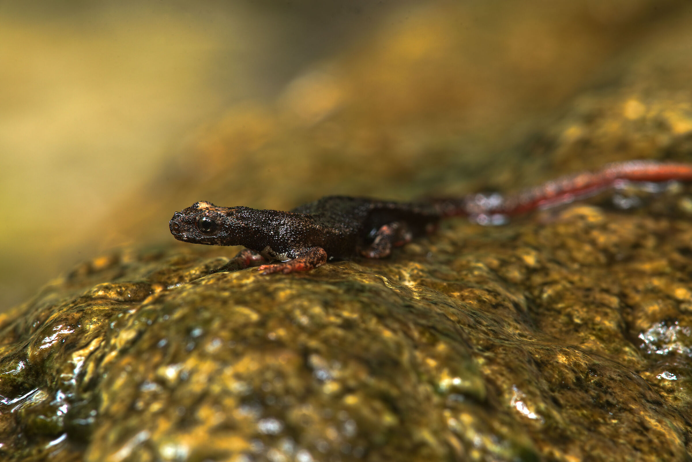 Spectacled salamander