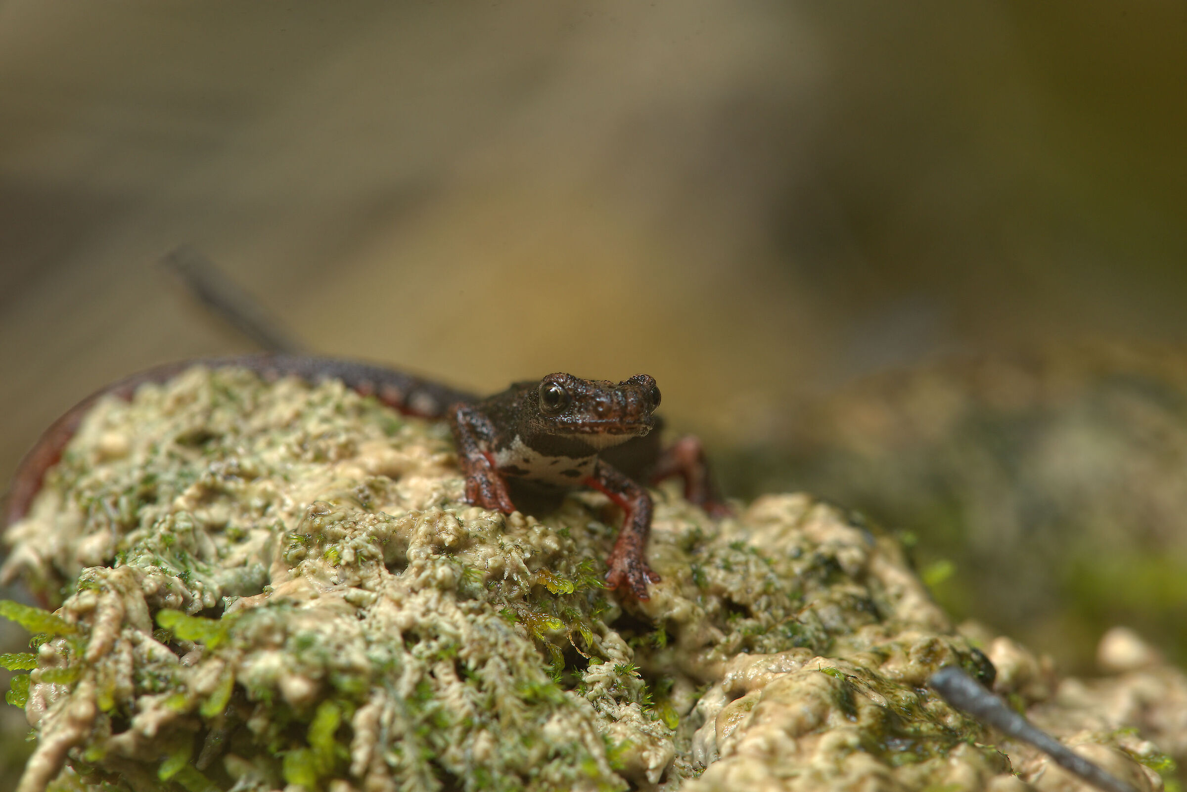 Spectacled salamander
