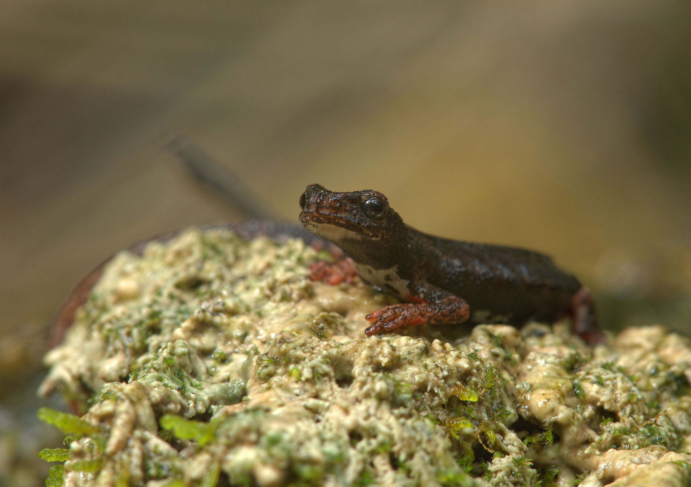 Spectacled salamander