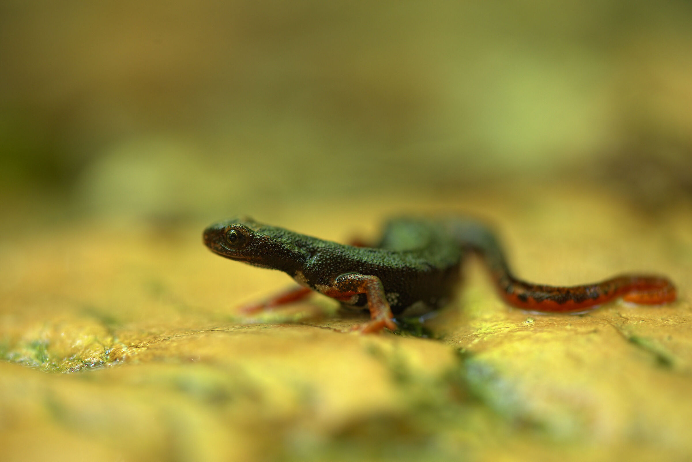 Salamander of Savi