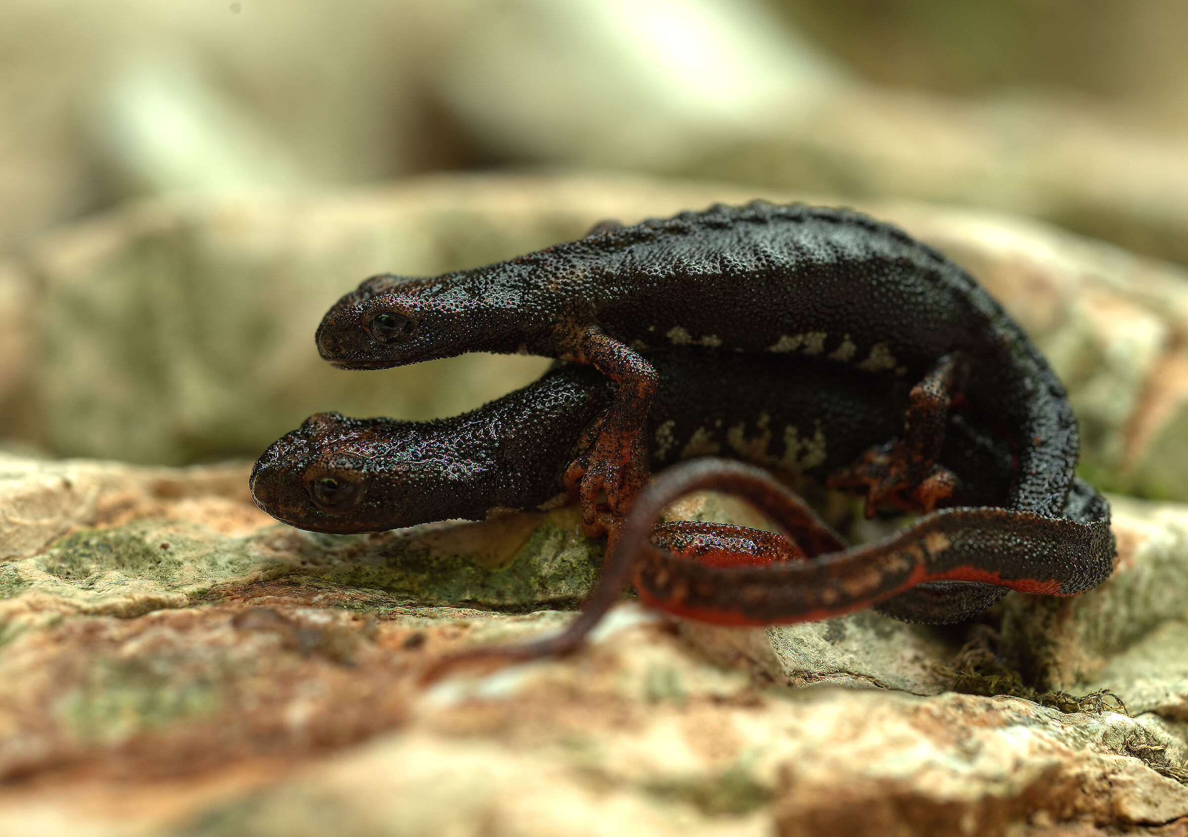 Salamander of Savi
