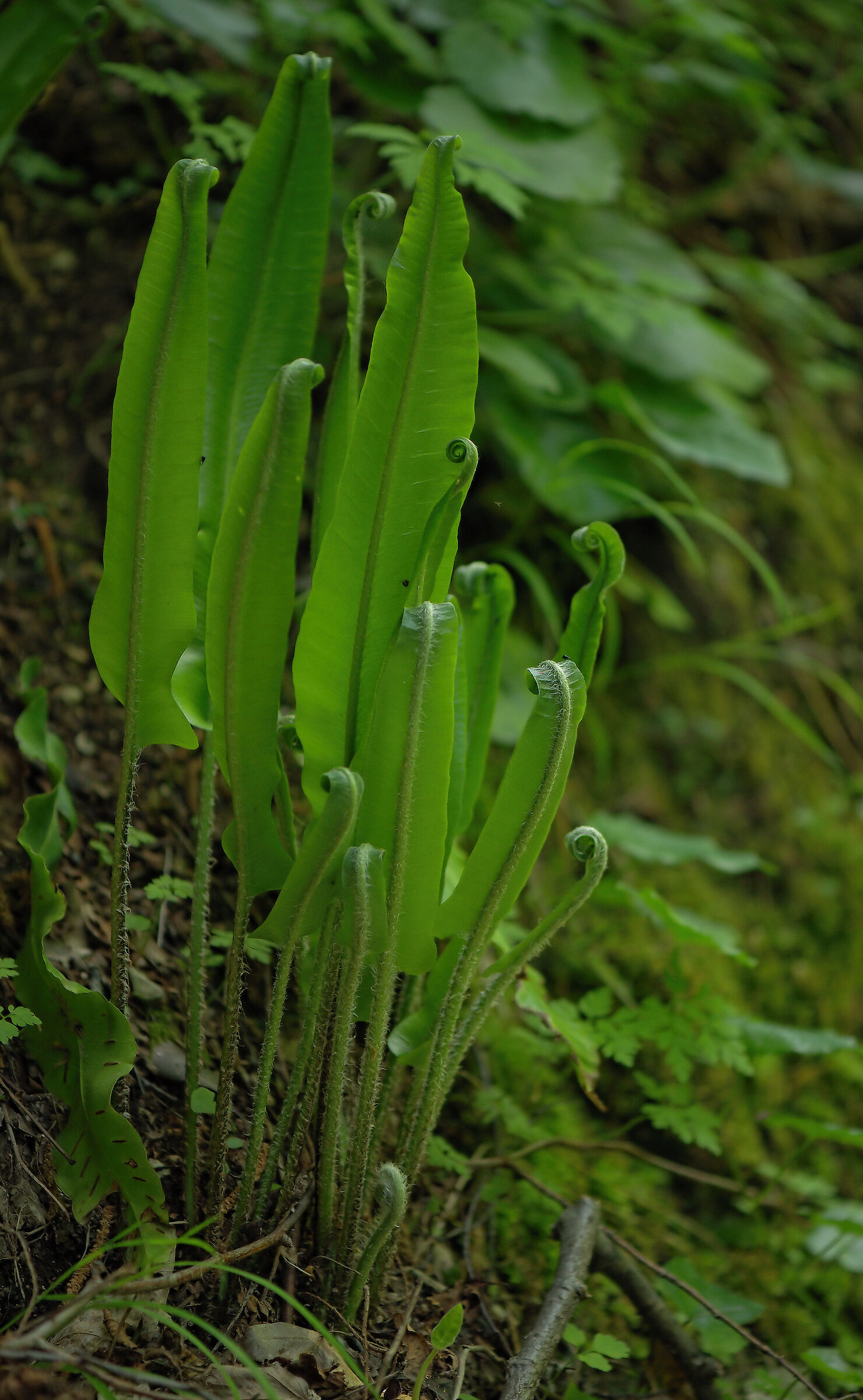 Asplenium scolopendrium