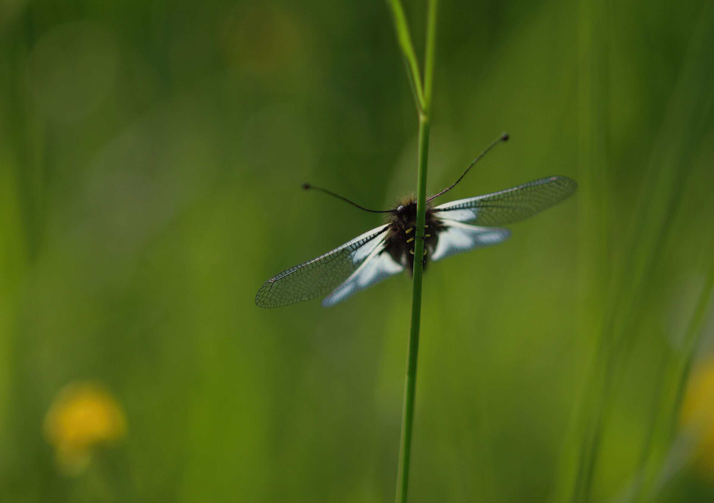 Libelloides coccajus