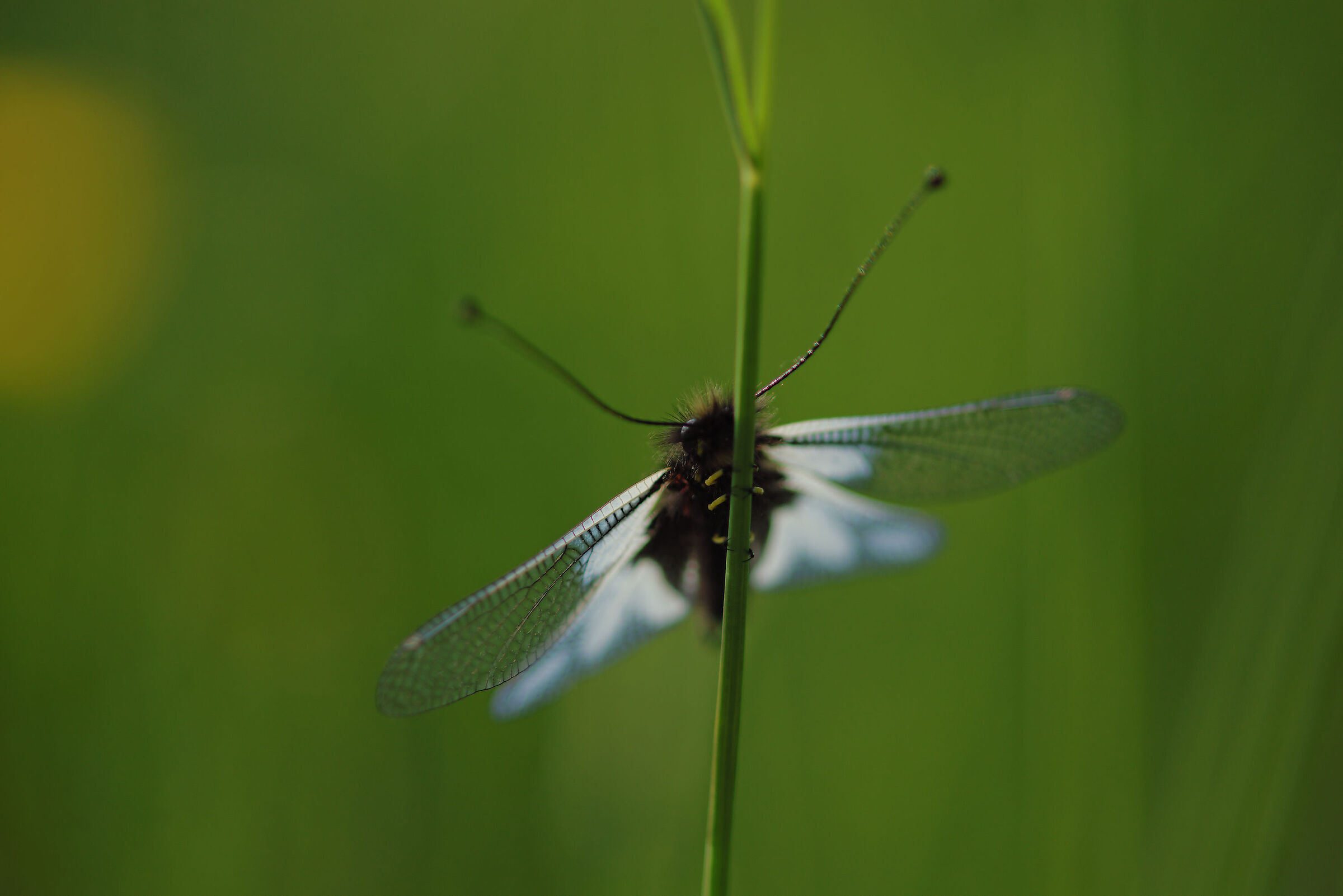 Libelloides coccajus