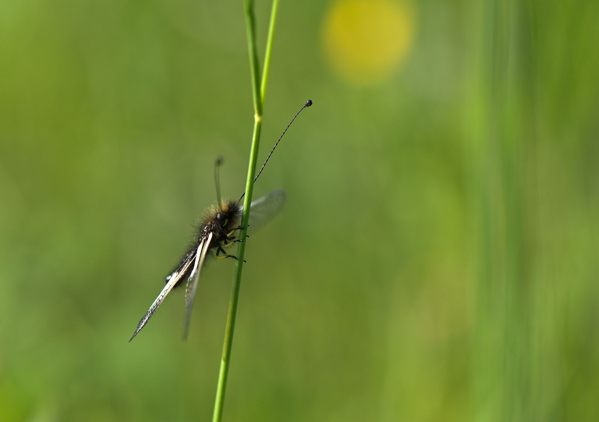 Libelloides coccajus