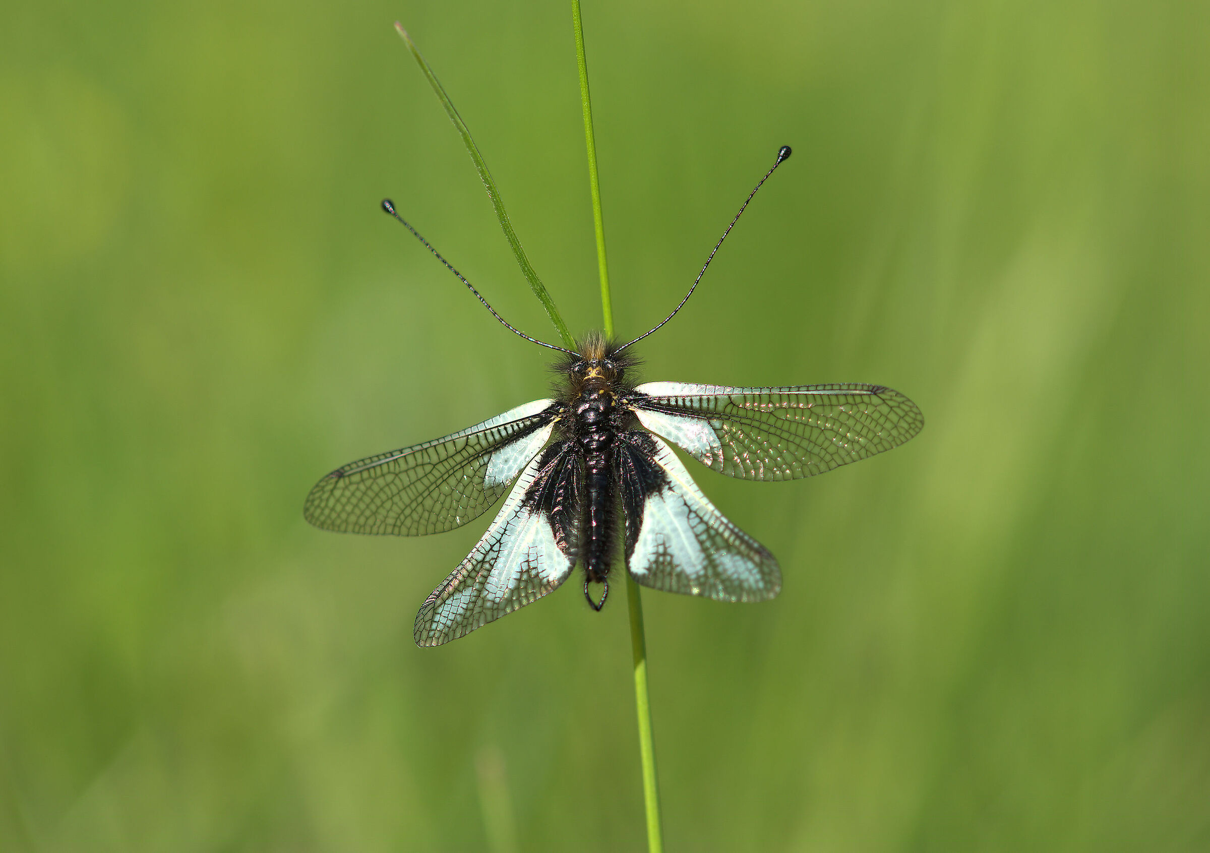 Libelloides coccajus