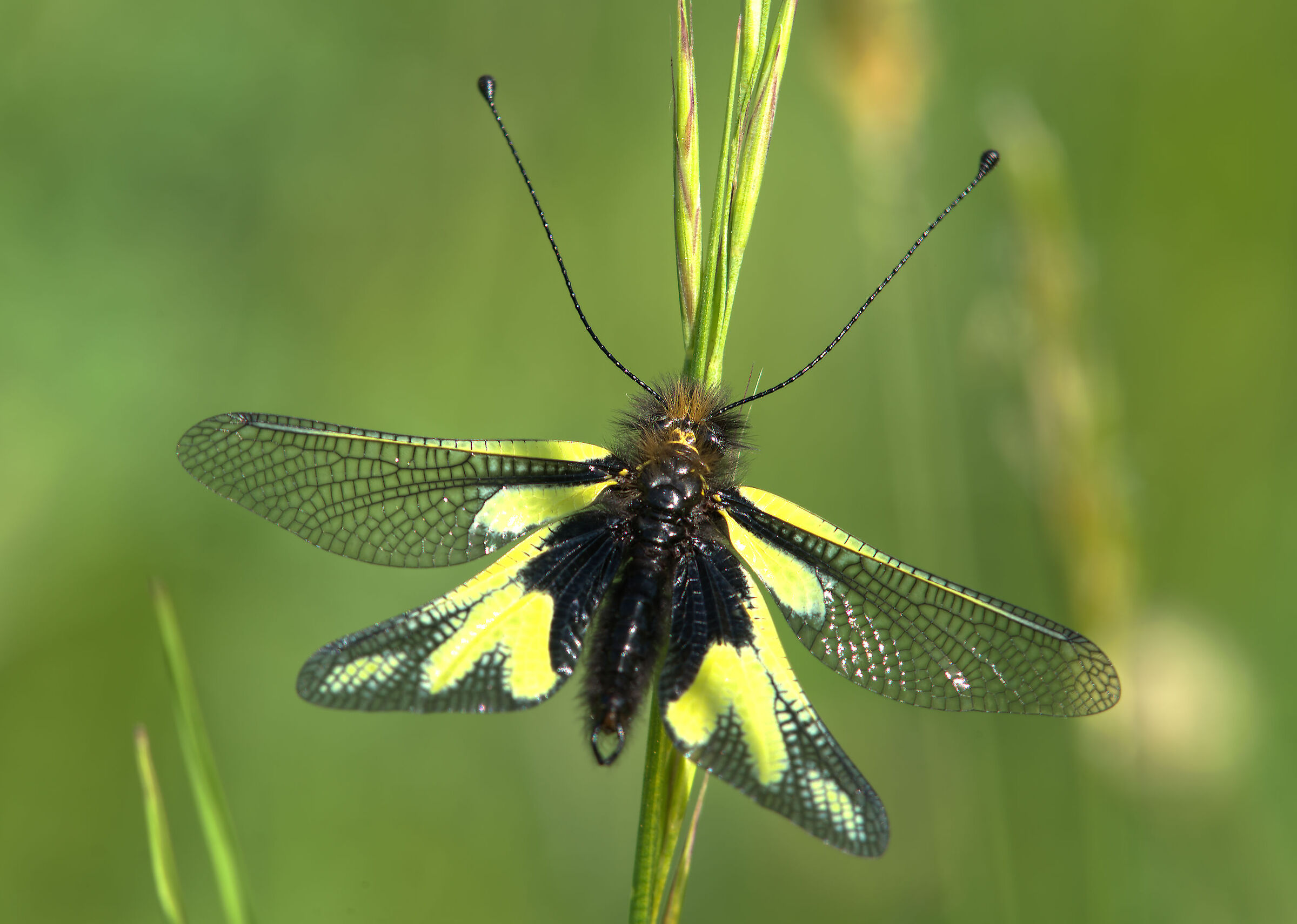 Libelloides coccajus