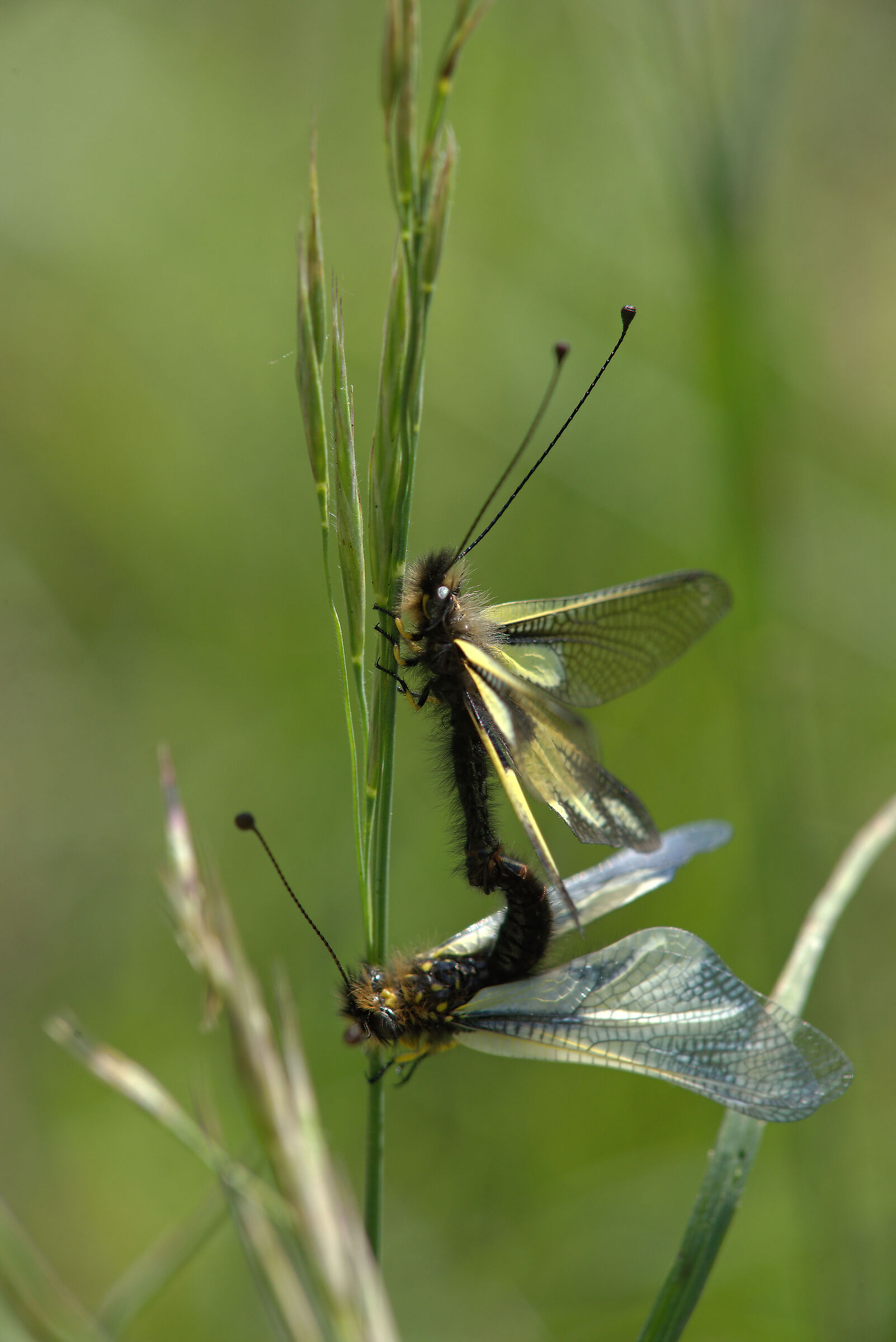 Libelloides coccajus