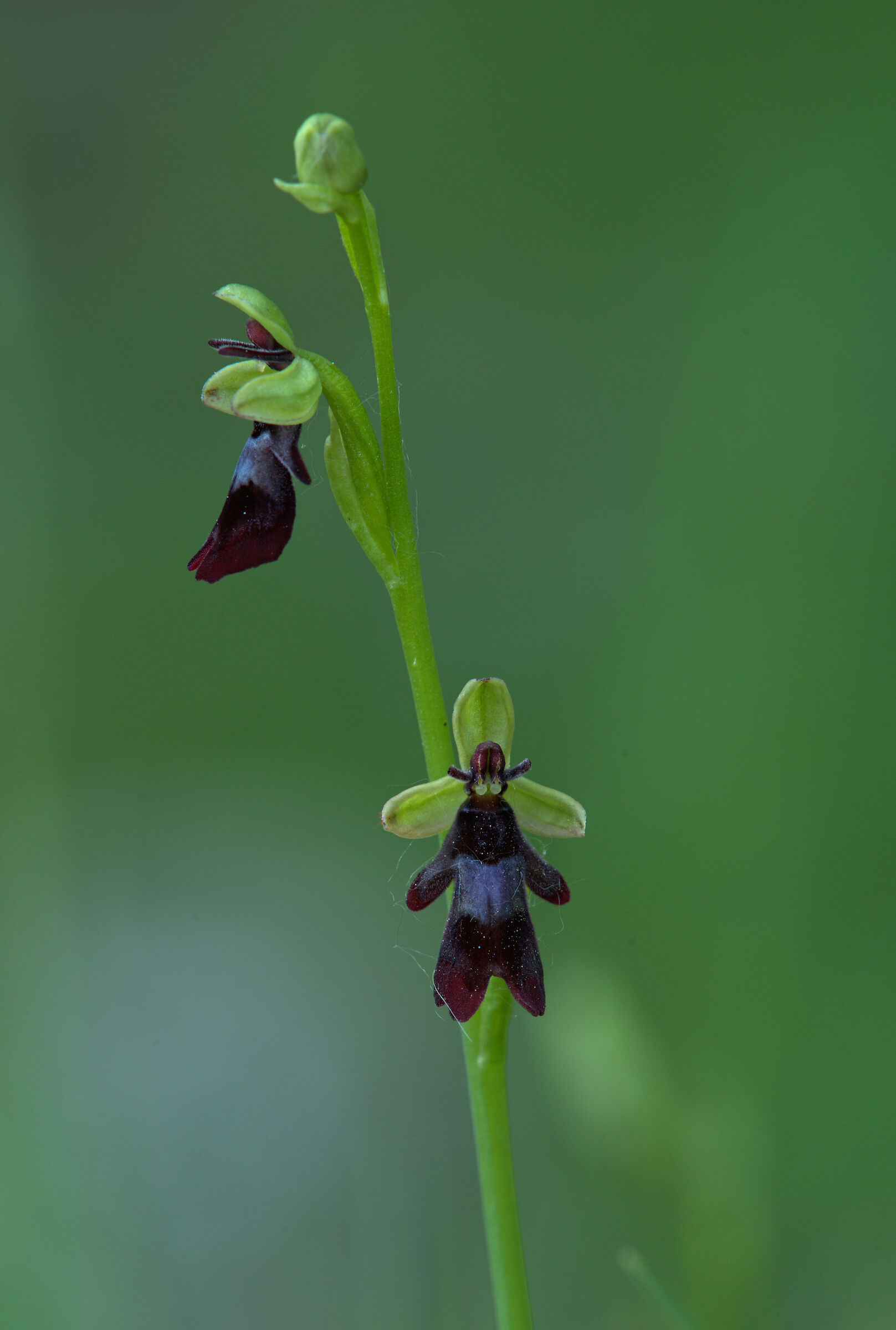 Ophrys insectifera