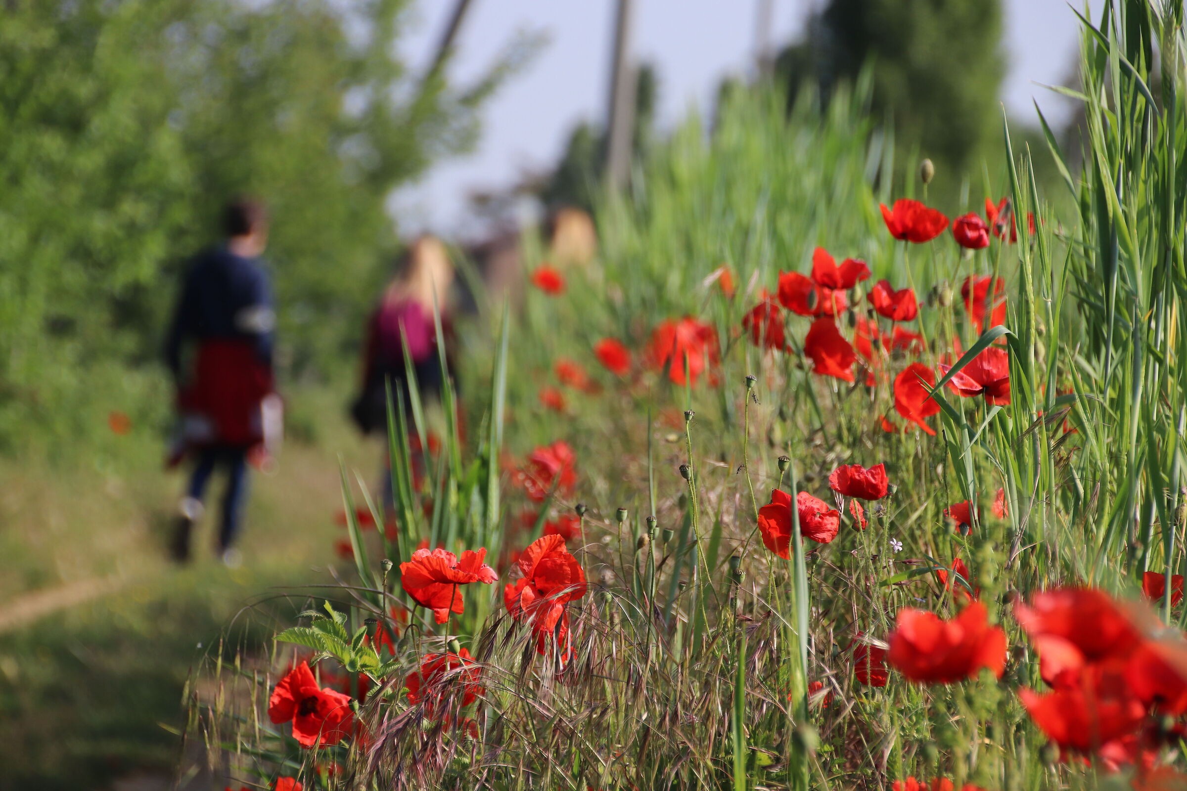 Walking among poppies