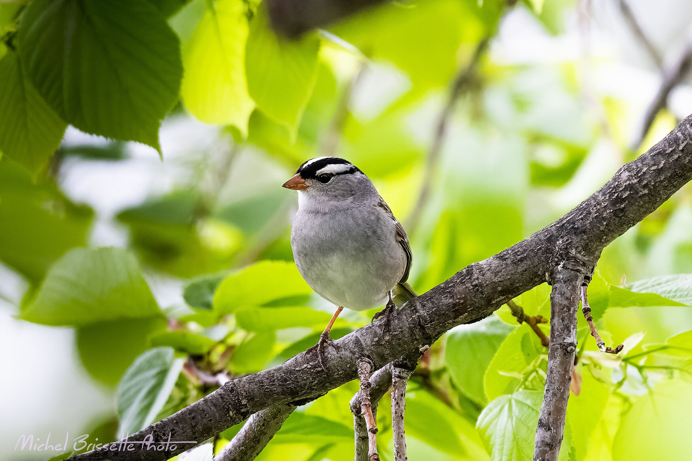 White-crowned Sparrow