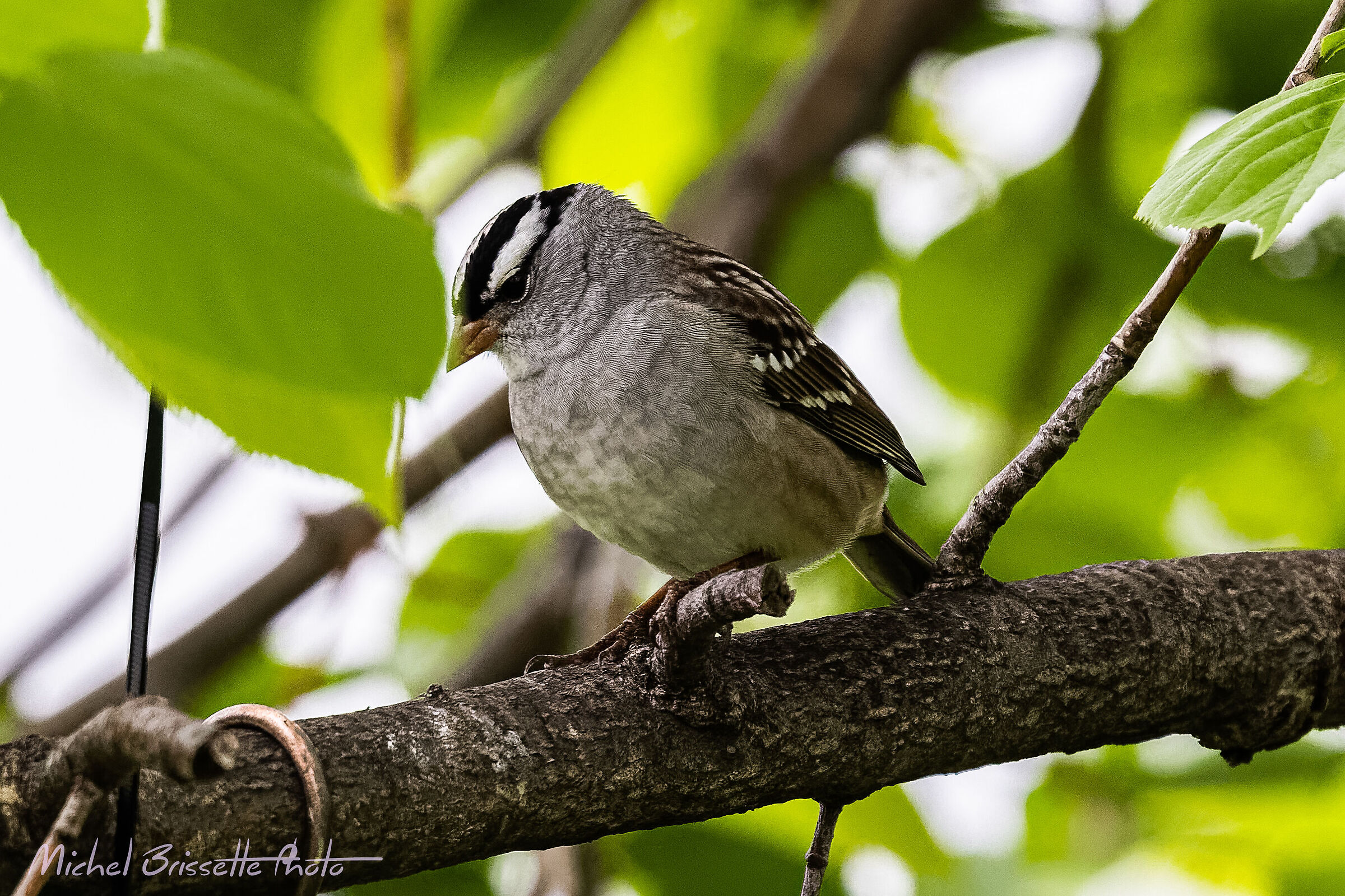 White-crowned Sparrow