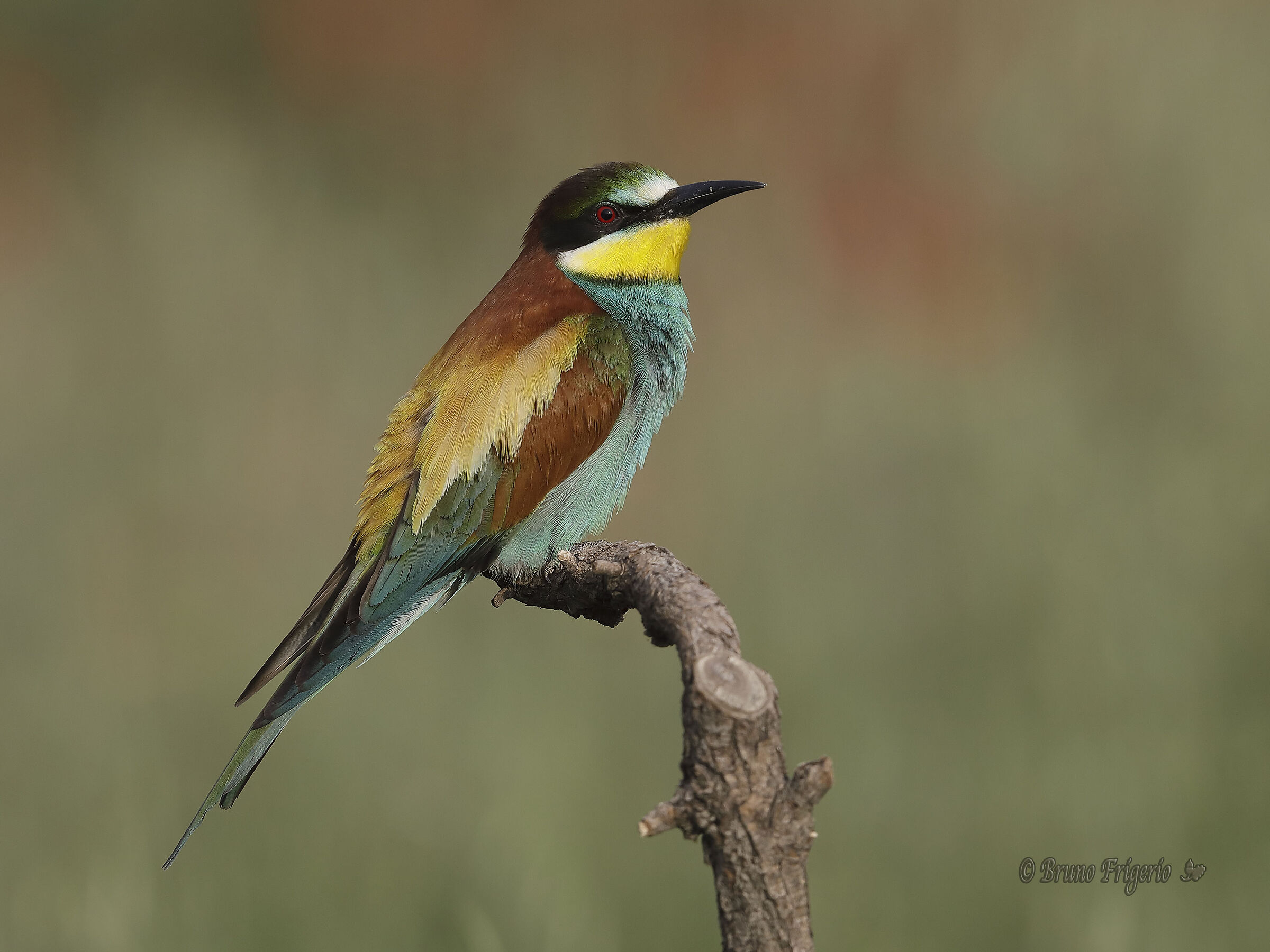 BEE-EATER