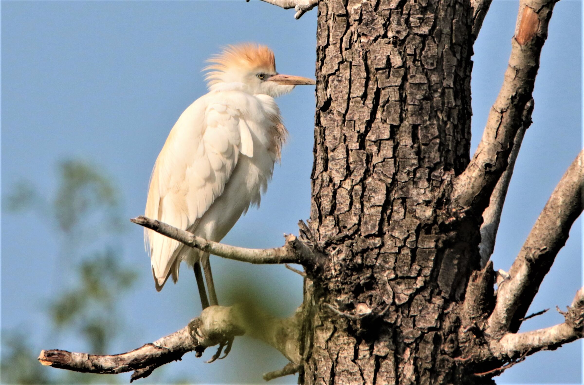 guardabuoi arruffato