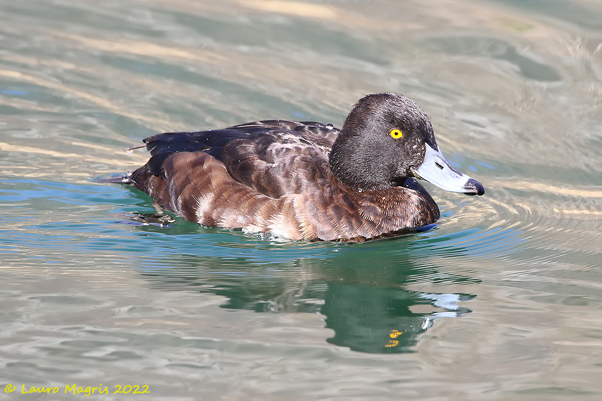 Moretta tabaccata (f)