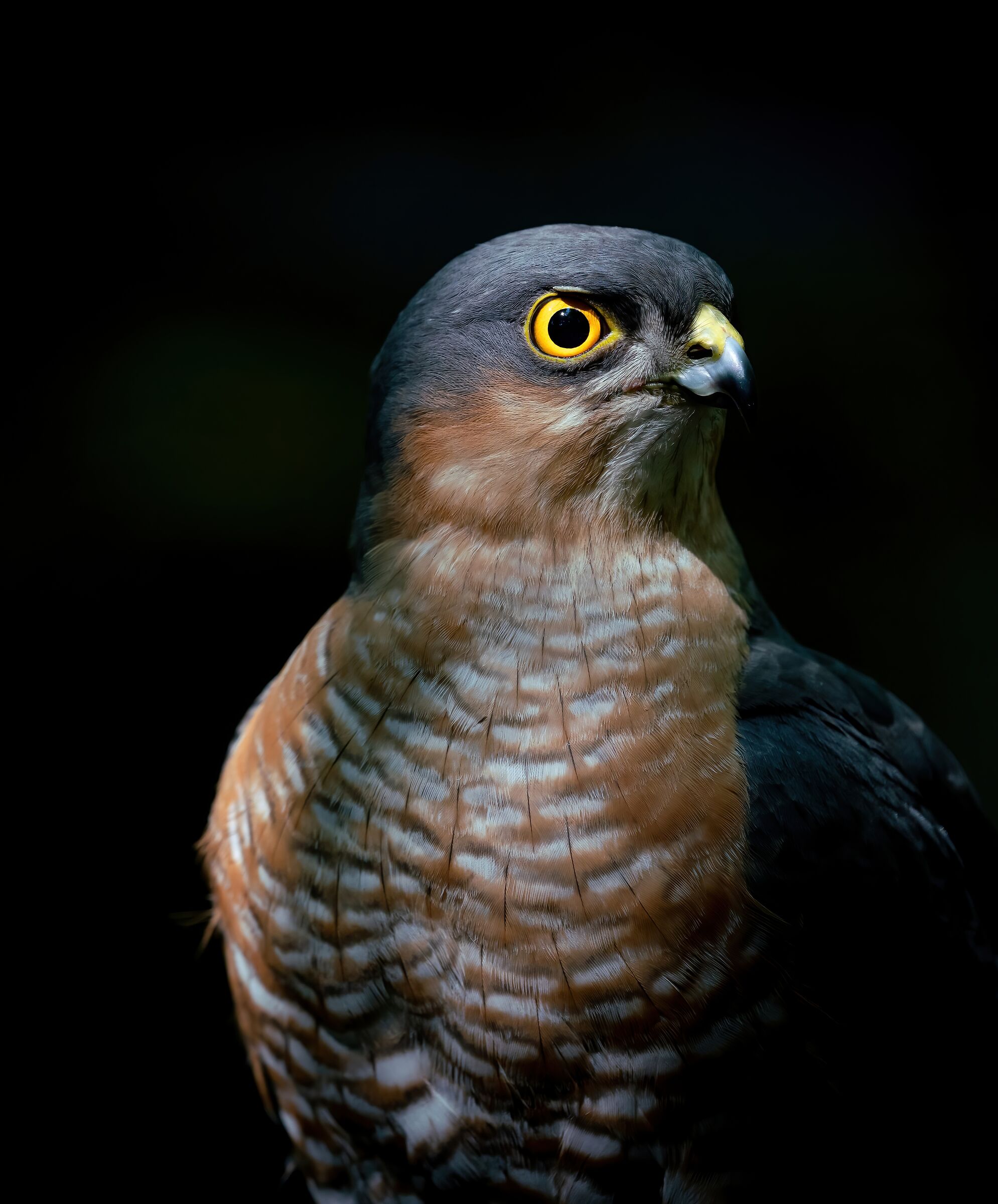 The last ray - sparrowhawk
