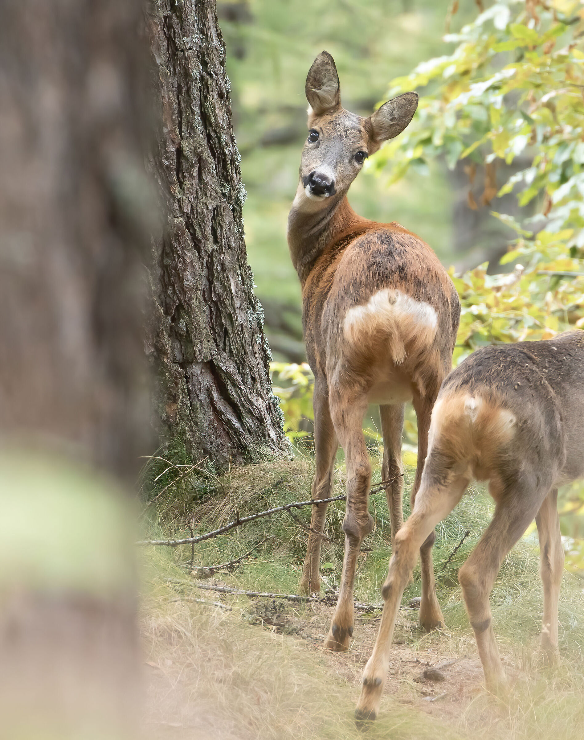 Sweet prey - roe deer