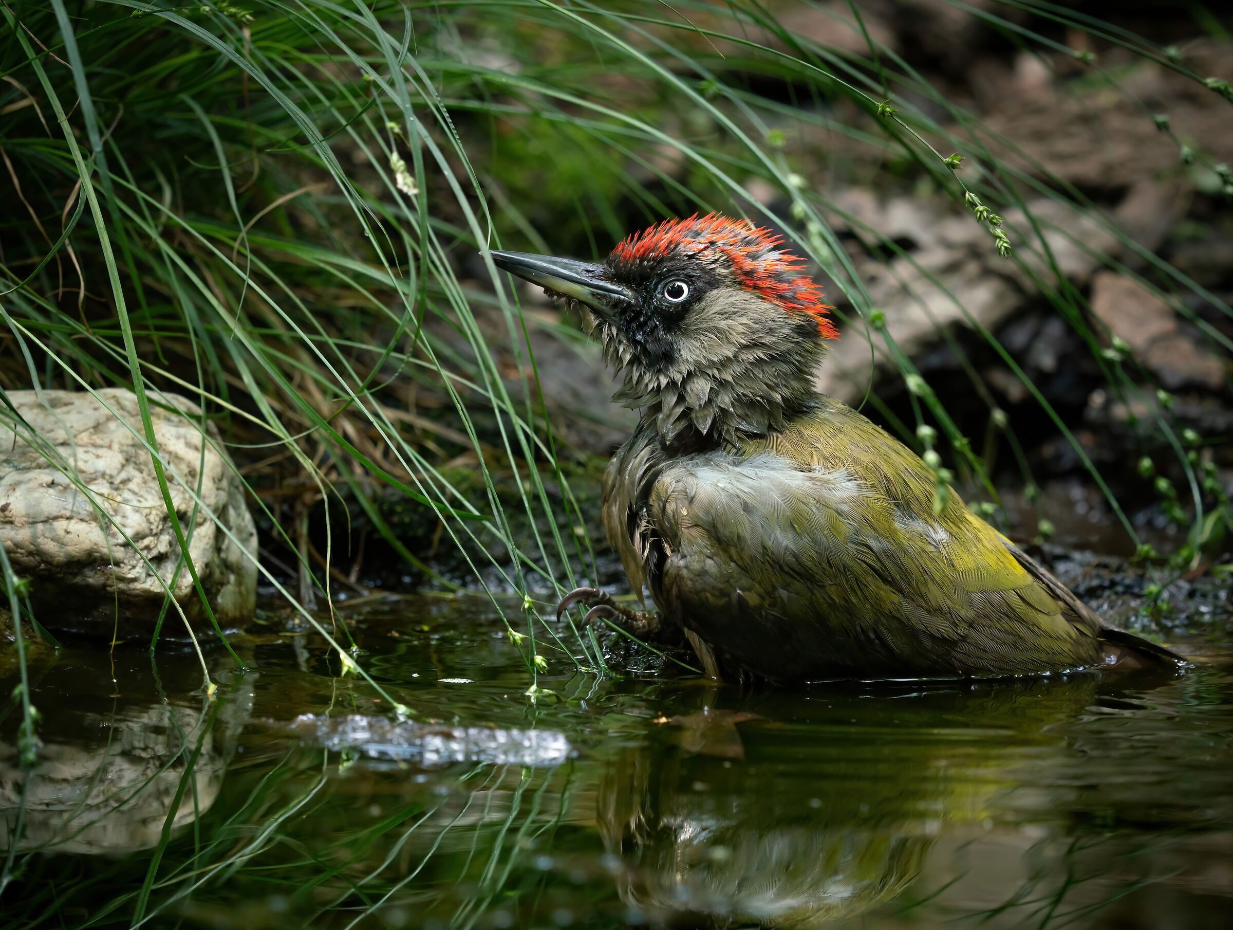Blades of grass and green woodpecker