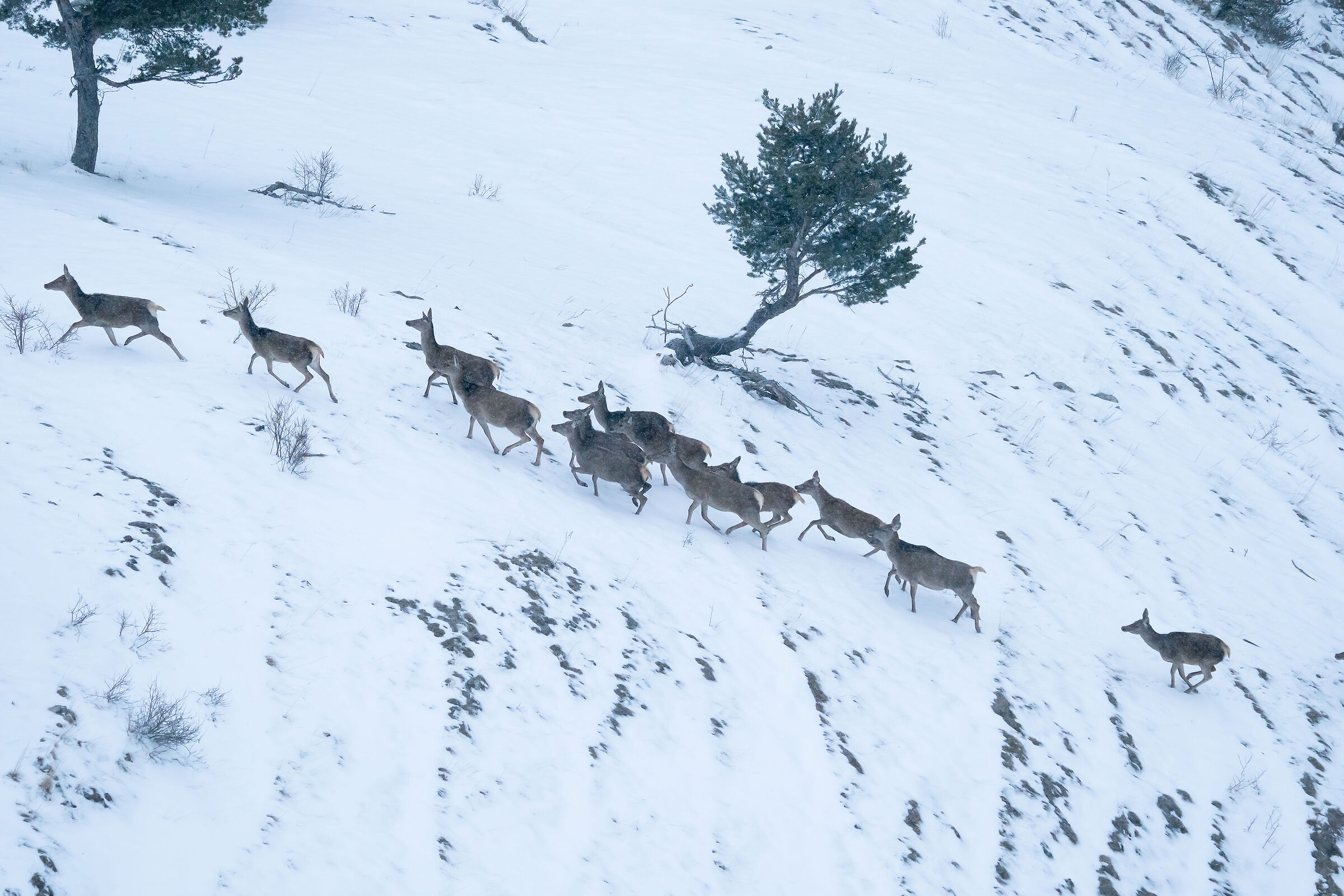 Deer on the run