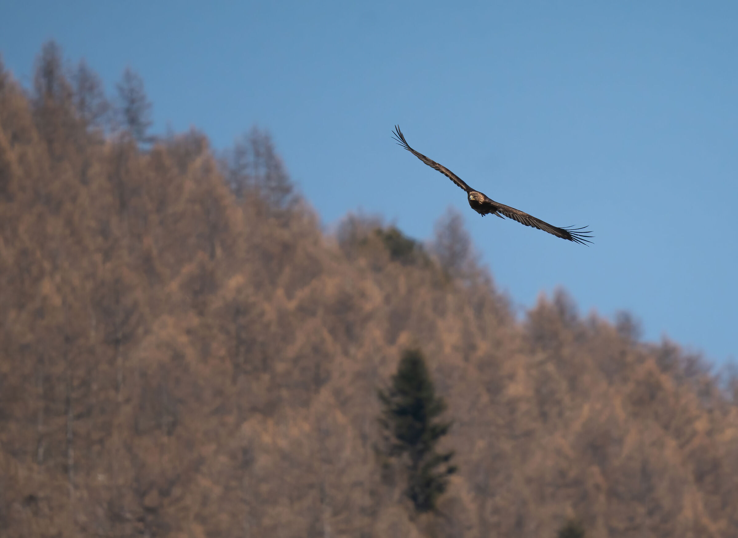 Golden eagle on the woods