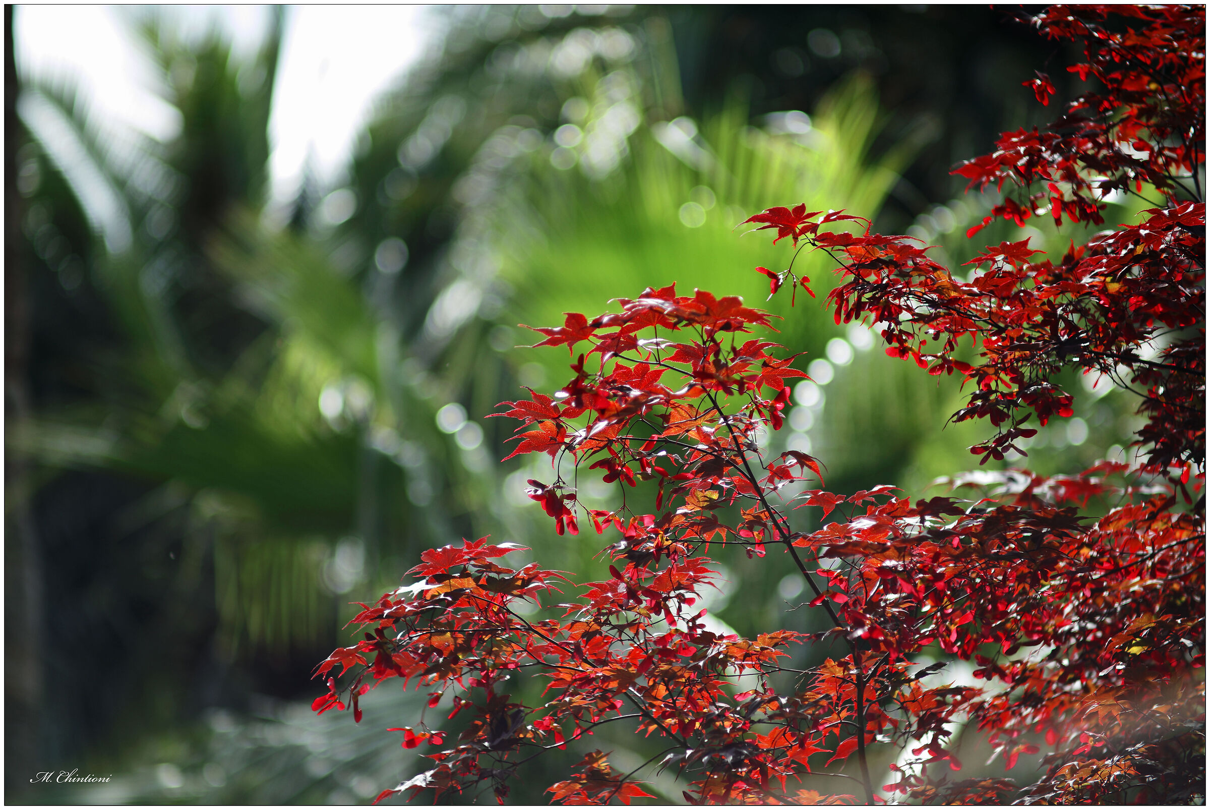 villa Durazzo - S. Margherita Lig. (GE)