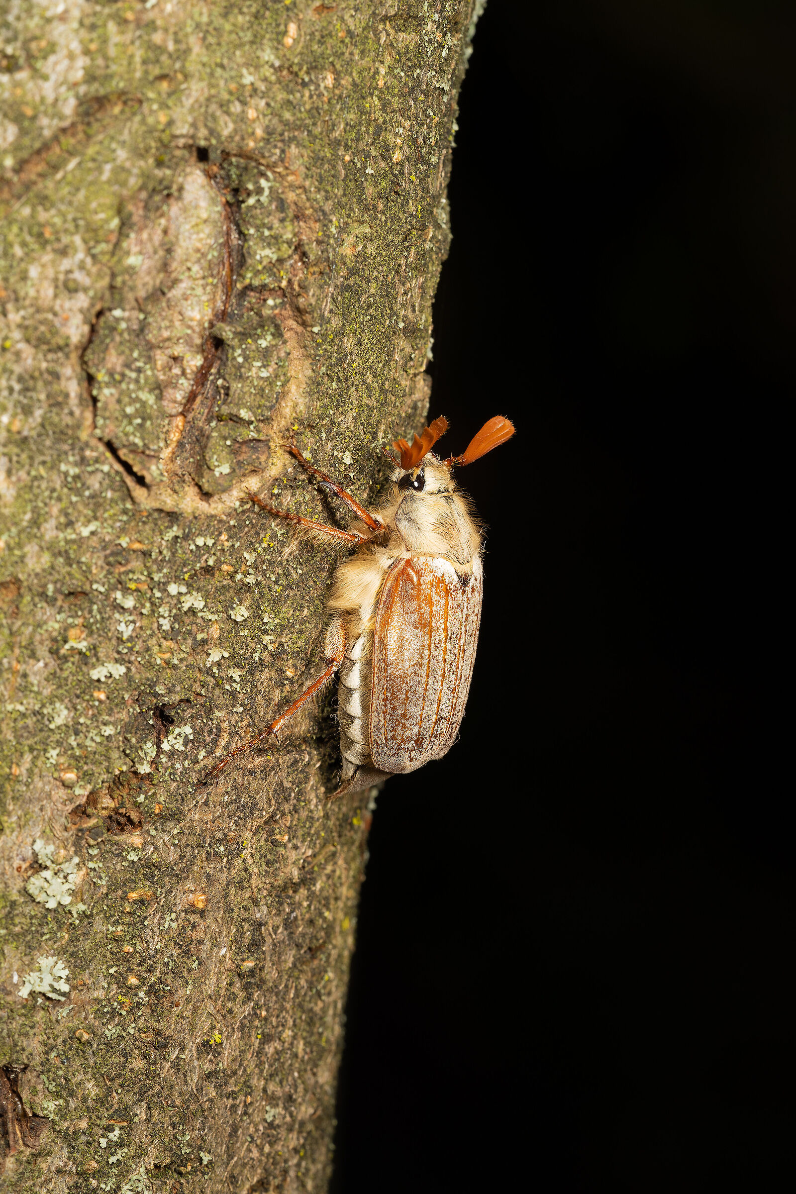 Melolontha melolontha