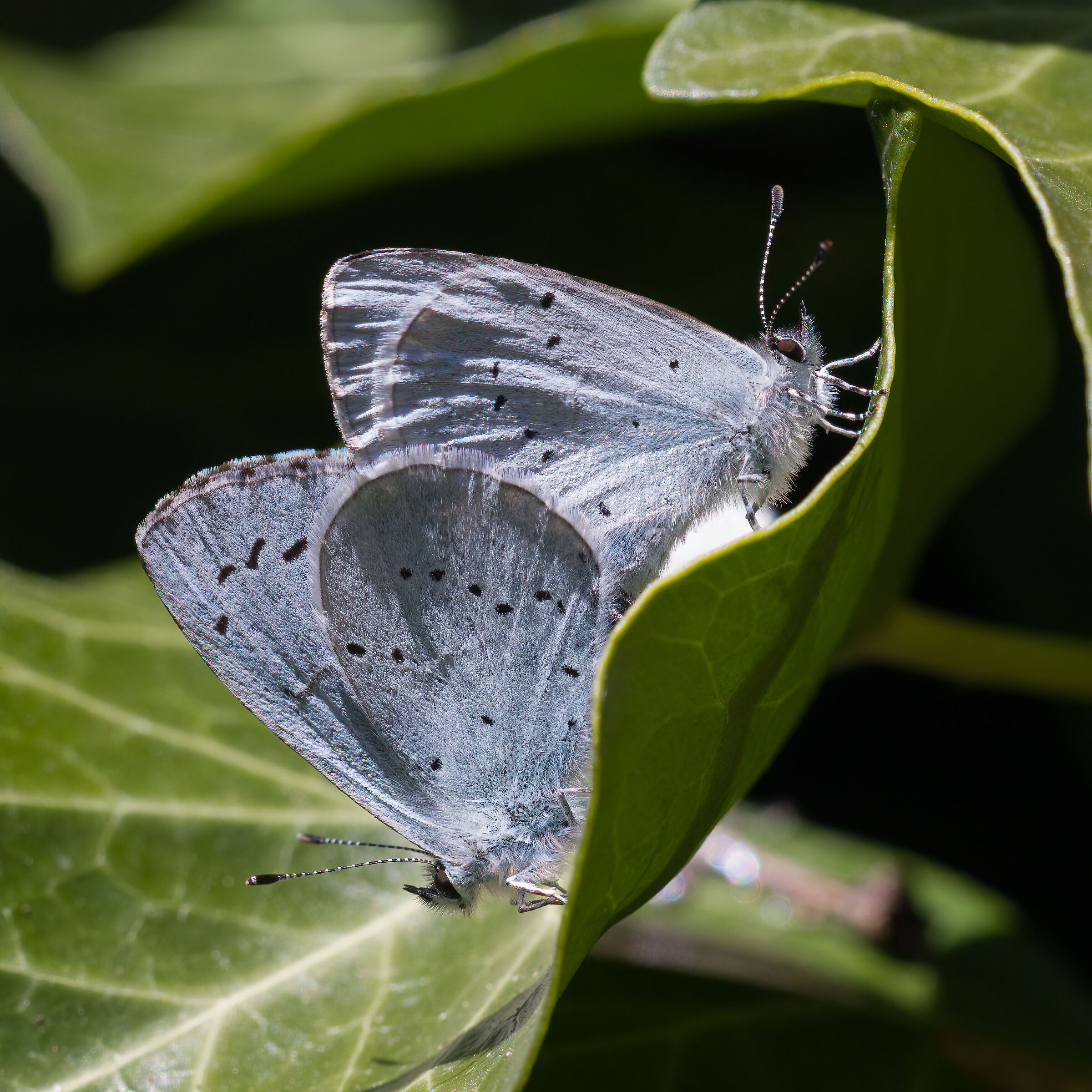 Blu agrifoglio (Celastrina argiolus in copula)
