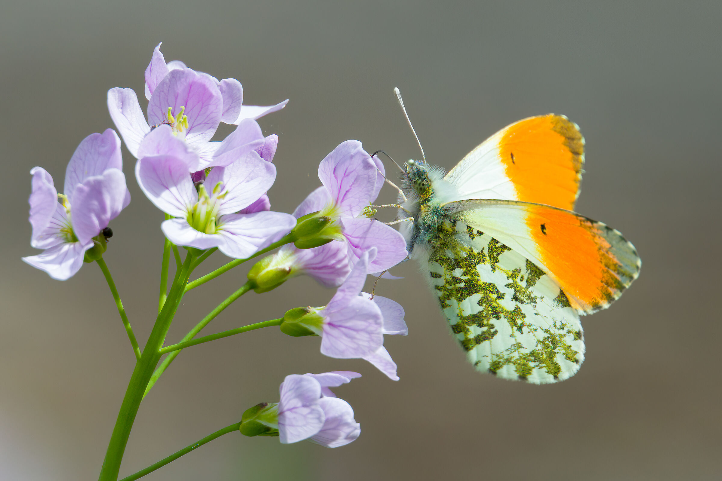 Punta arancione (Anthocharis cardamines)