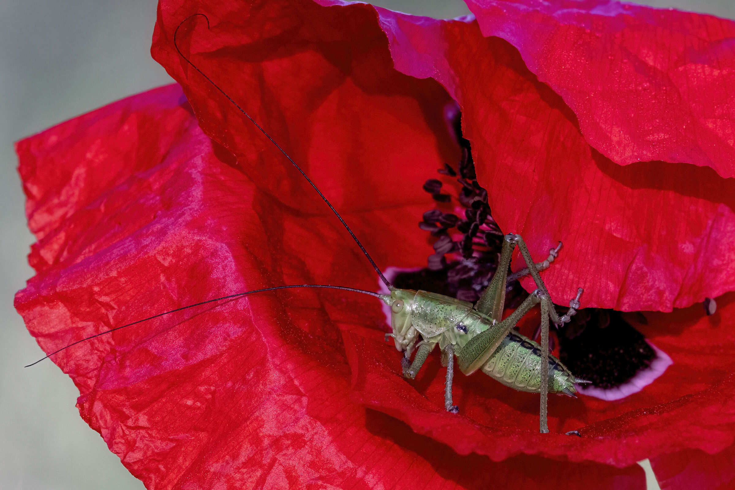 Tettigonia viridissima