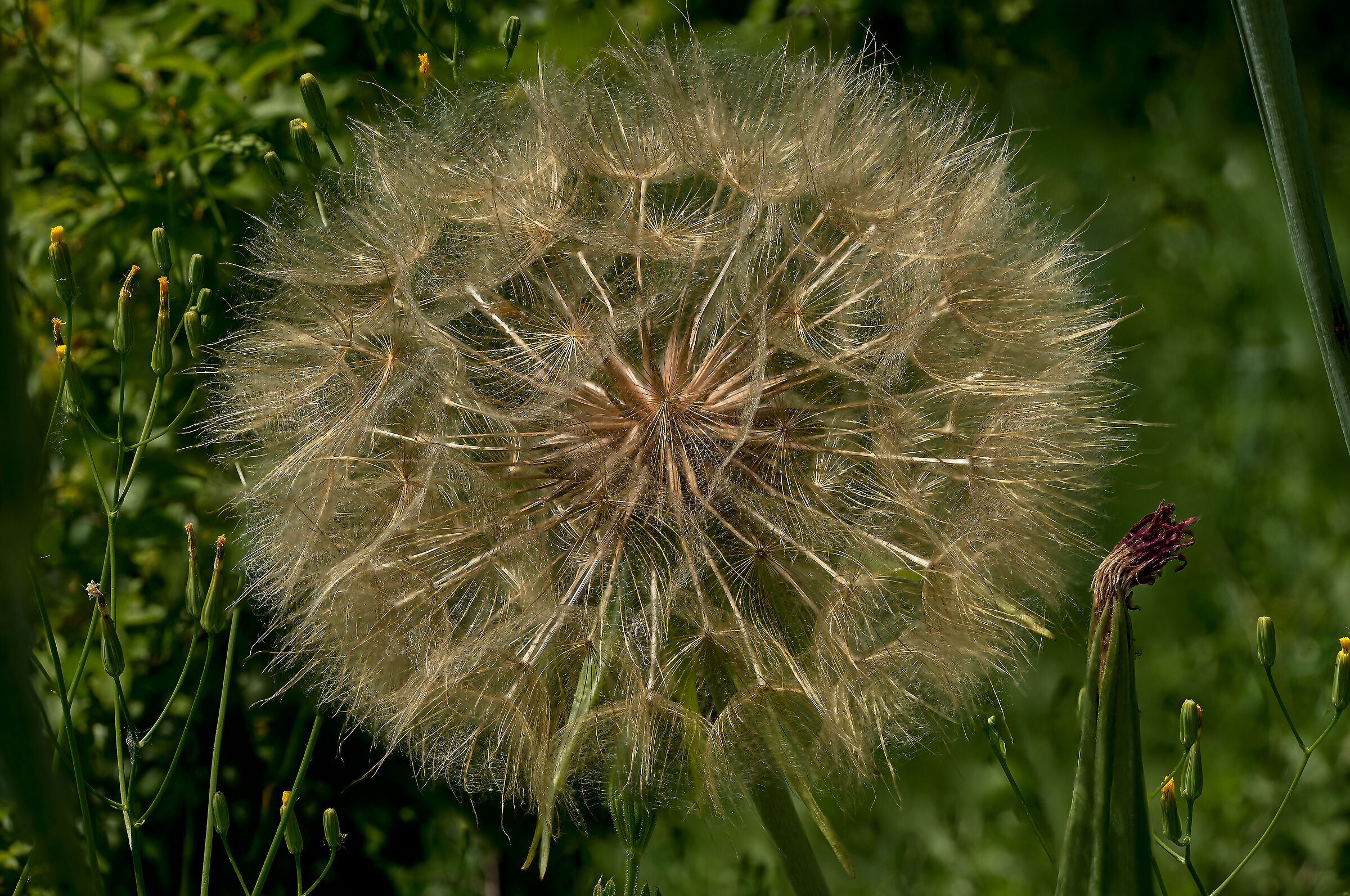 Beak beard (Tragopogon pratensis)
