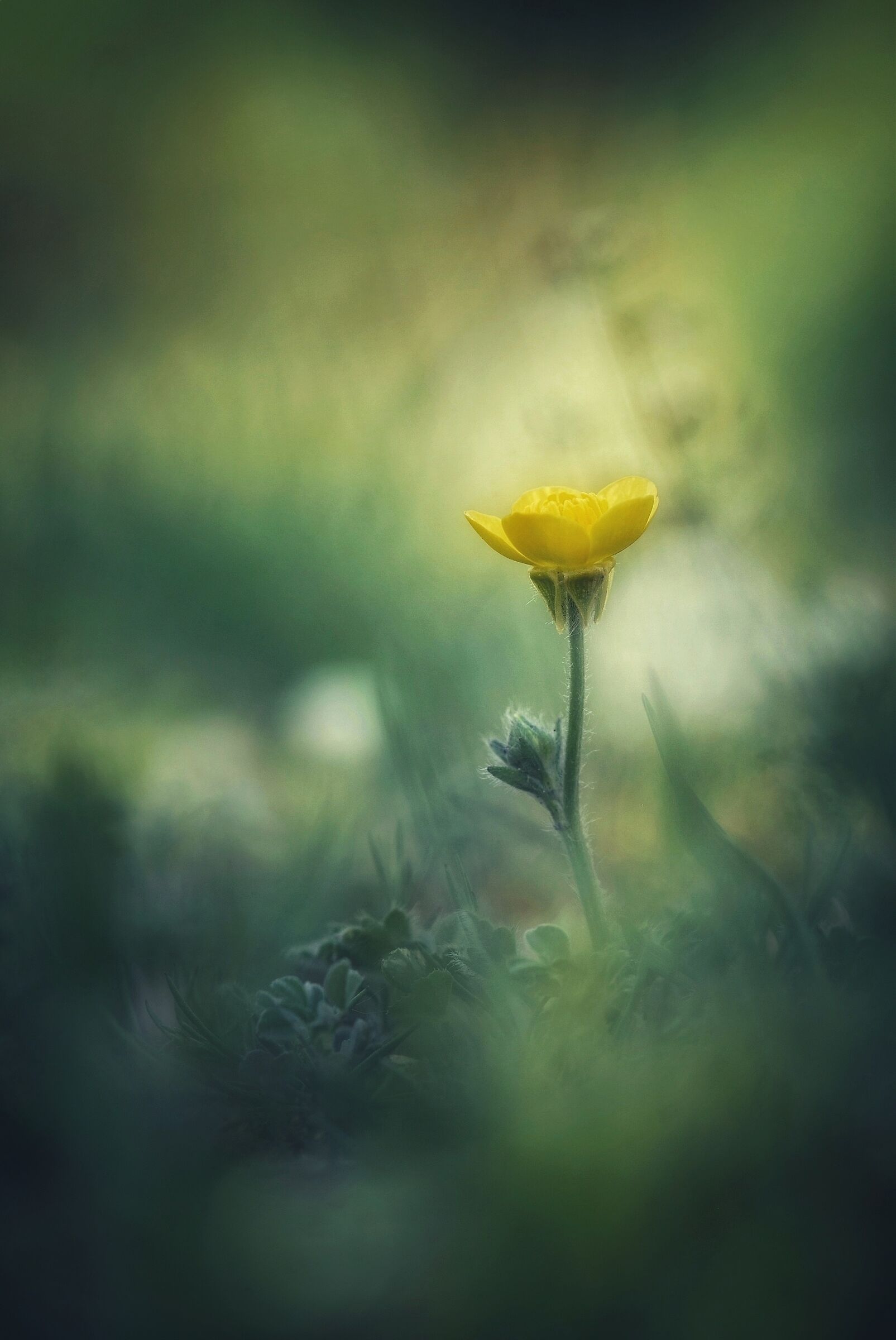 Common buttercup