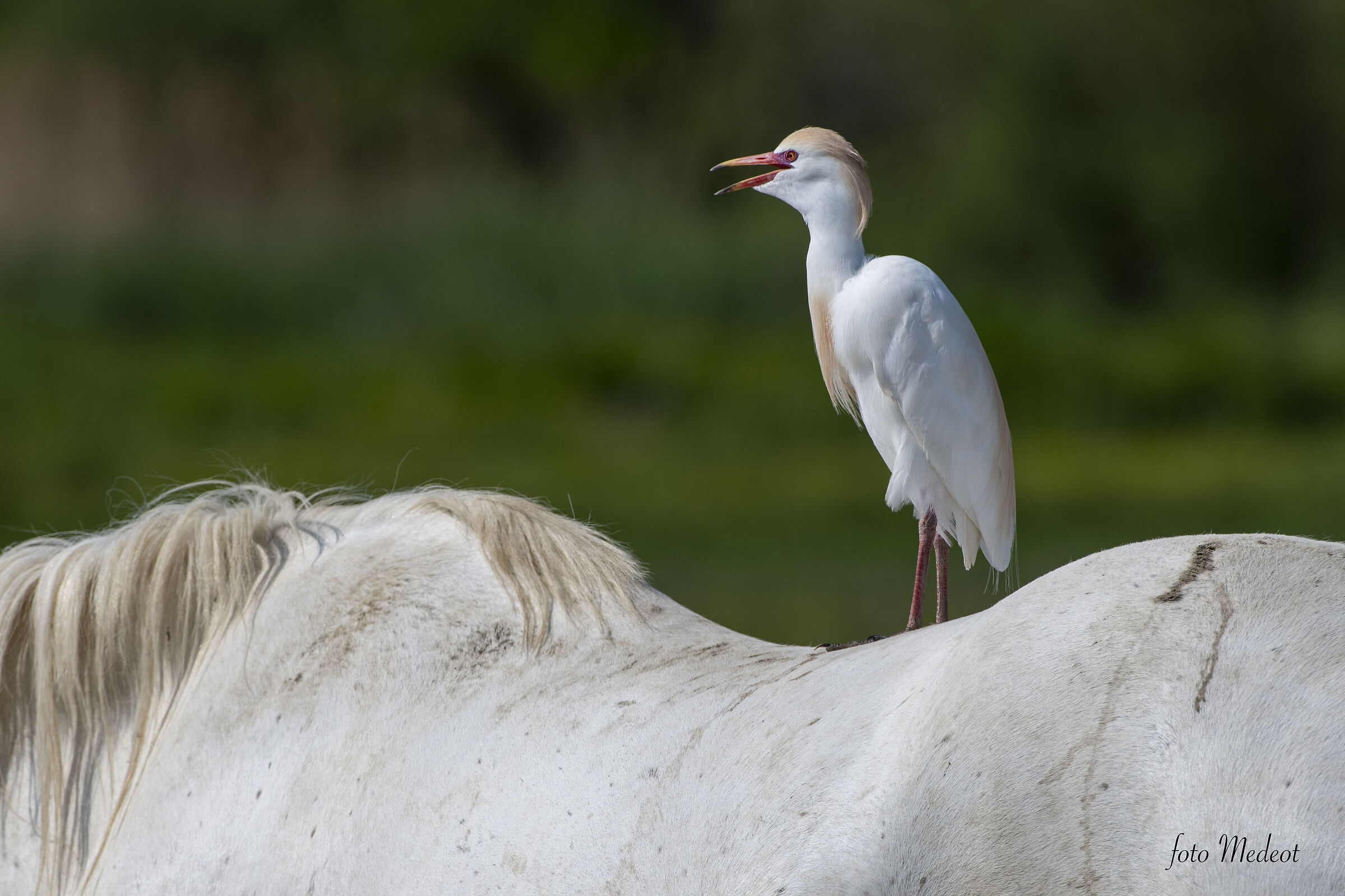 Guardabuoi a cavallo