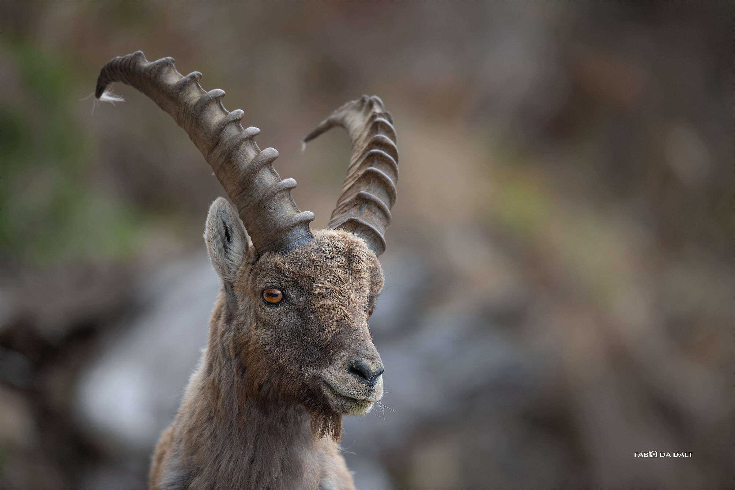 Ibex