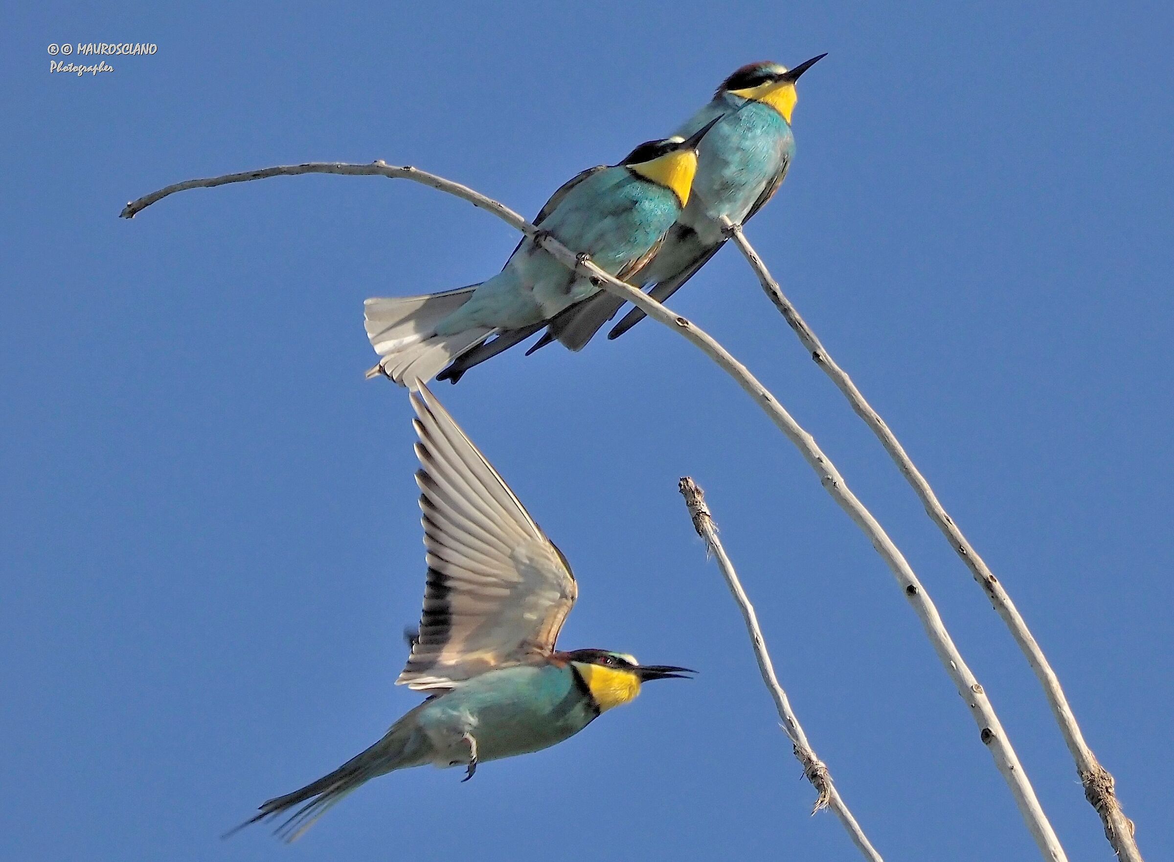 Bee-eaters
