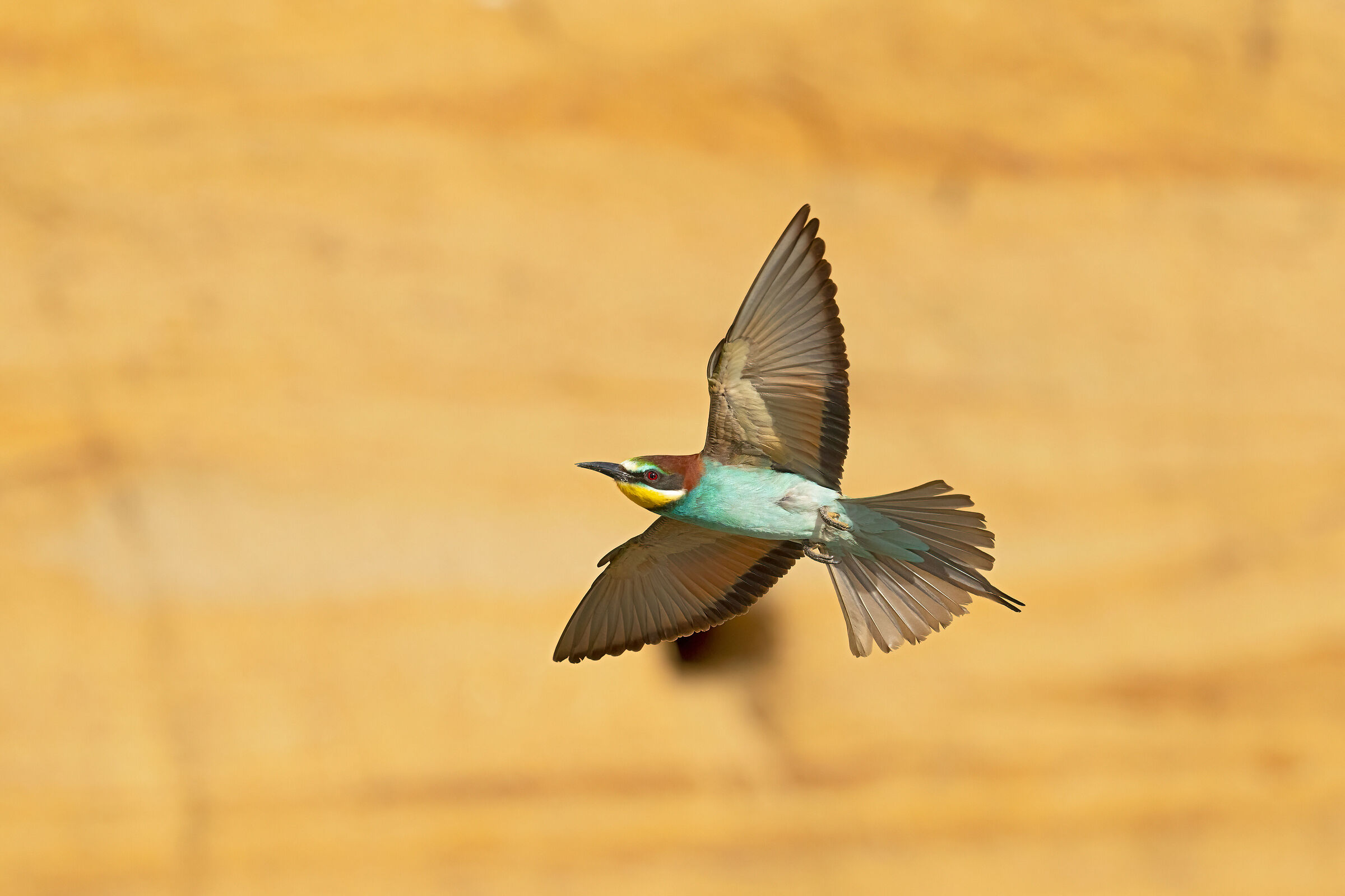 Inevitable bee-eater