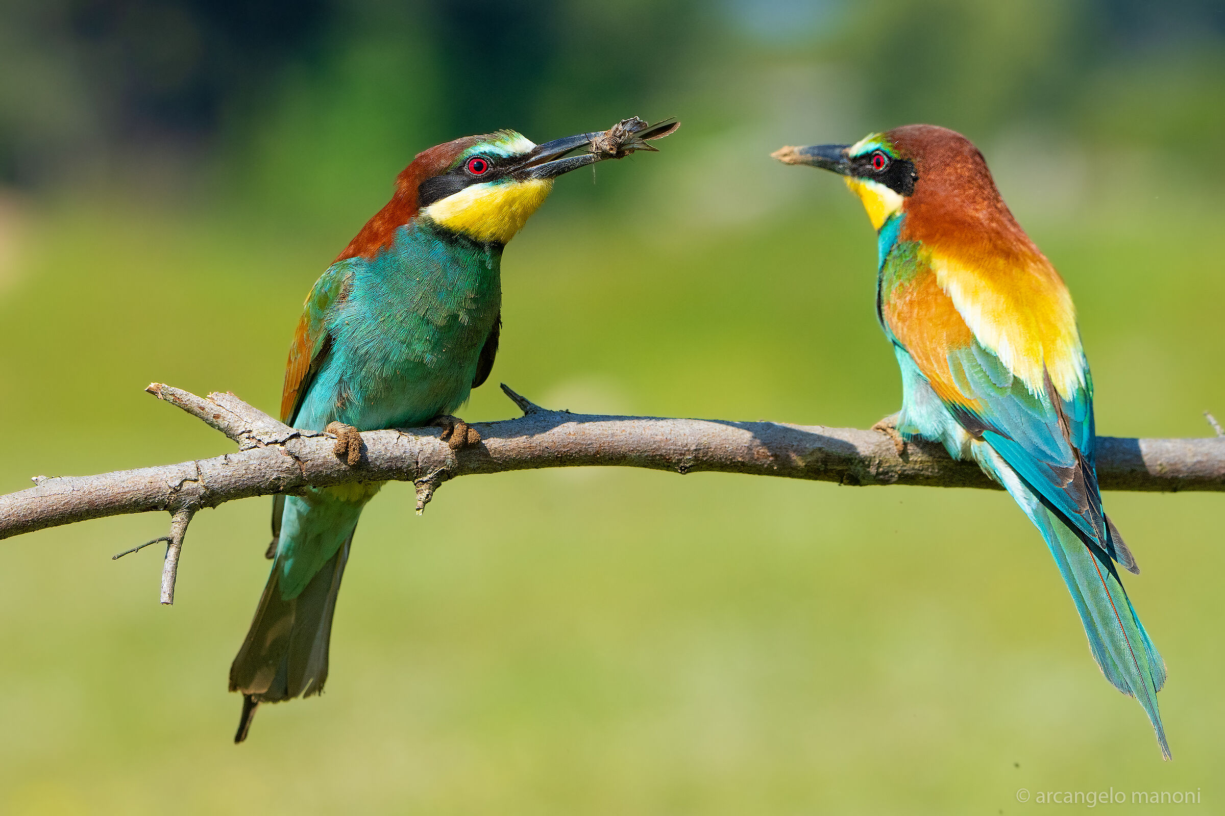 Vuoi tu prendermi per marito?