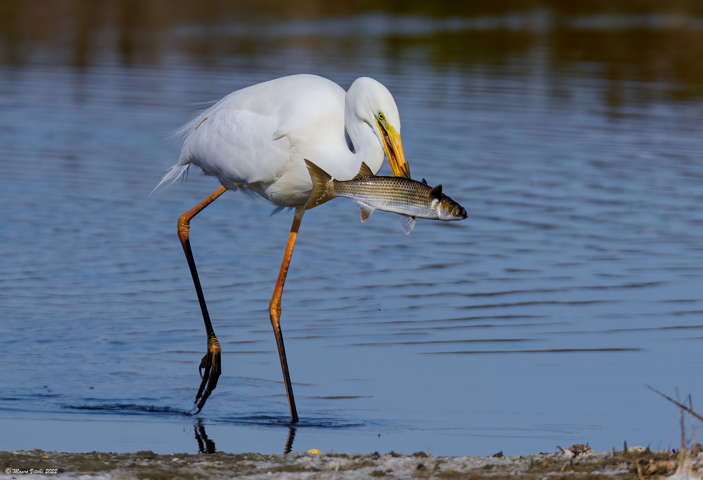 Great White Heron (Casmerodius albus)