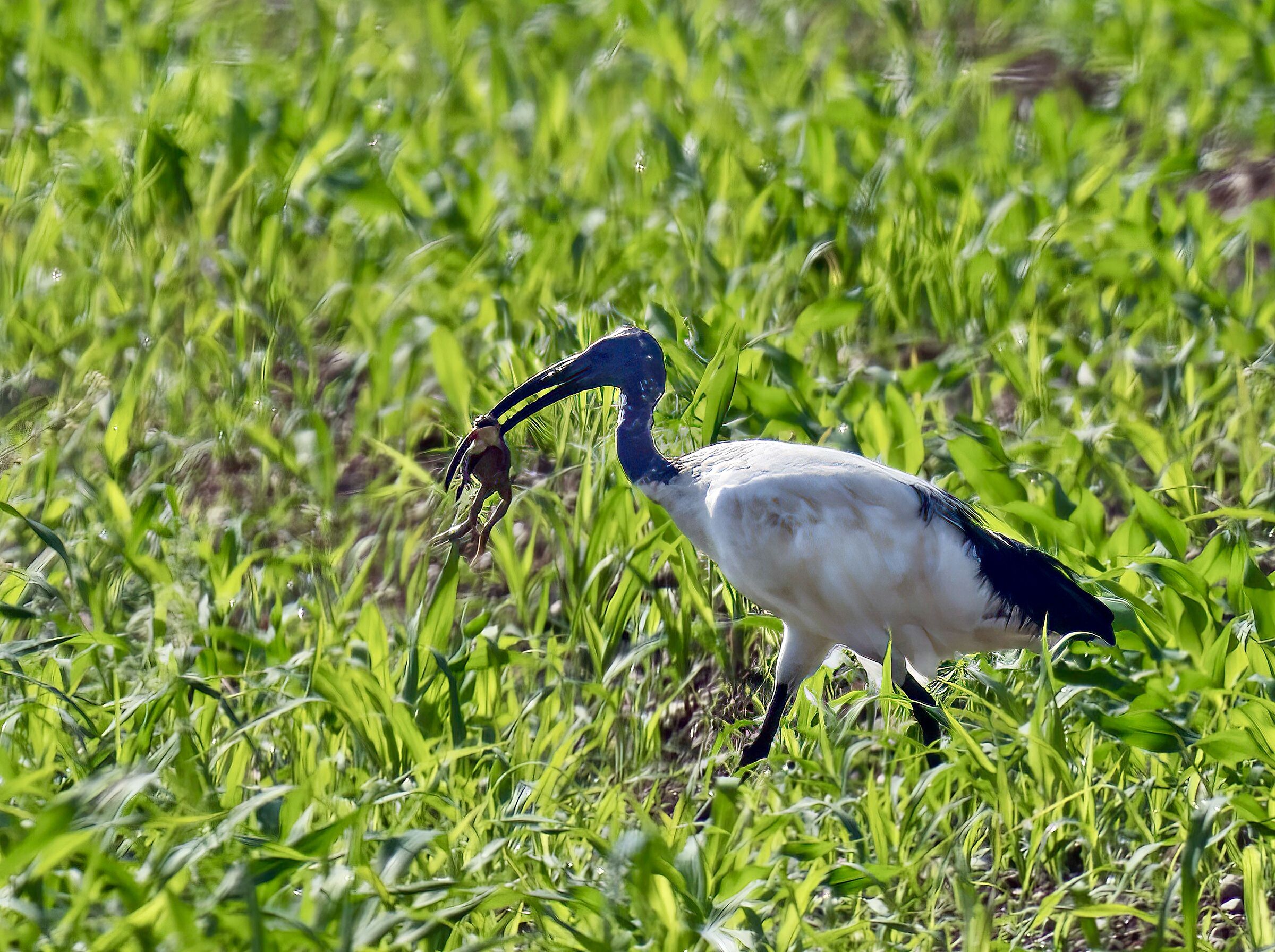 Breakfast at the Ibis