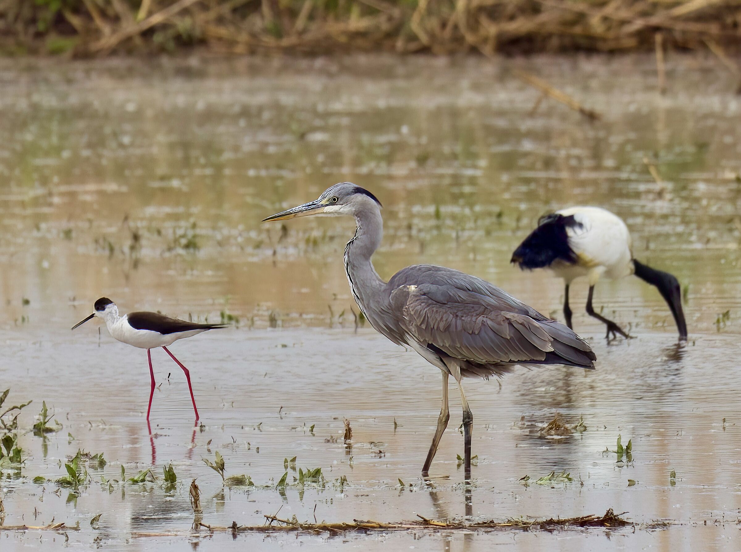 The paddy field attracts a lot