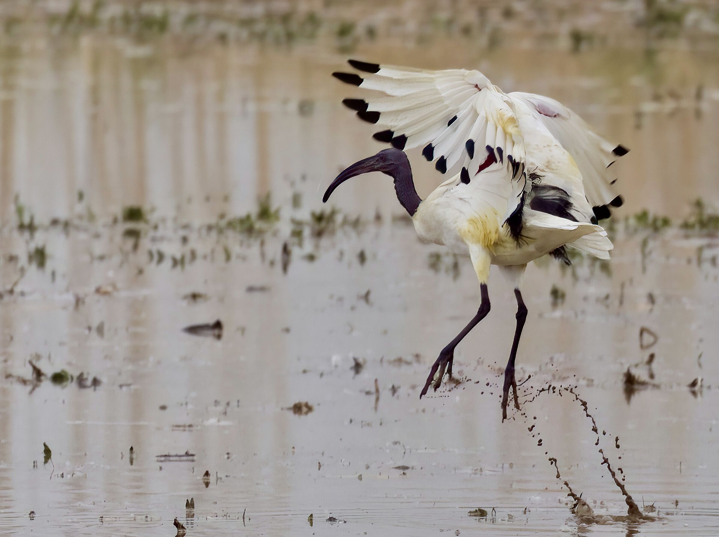 The departure of the Ibis